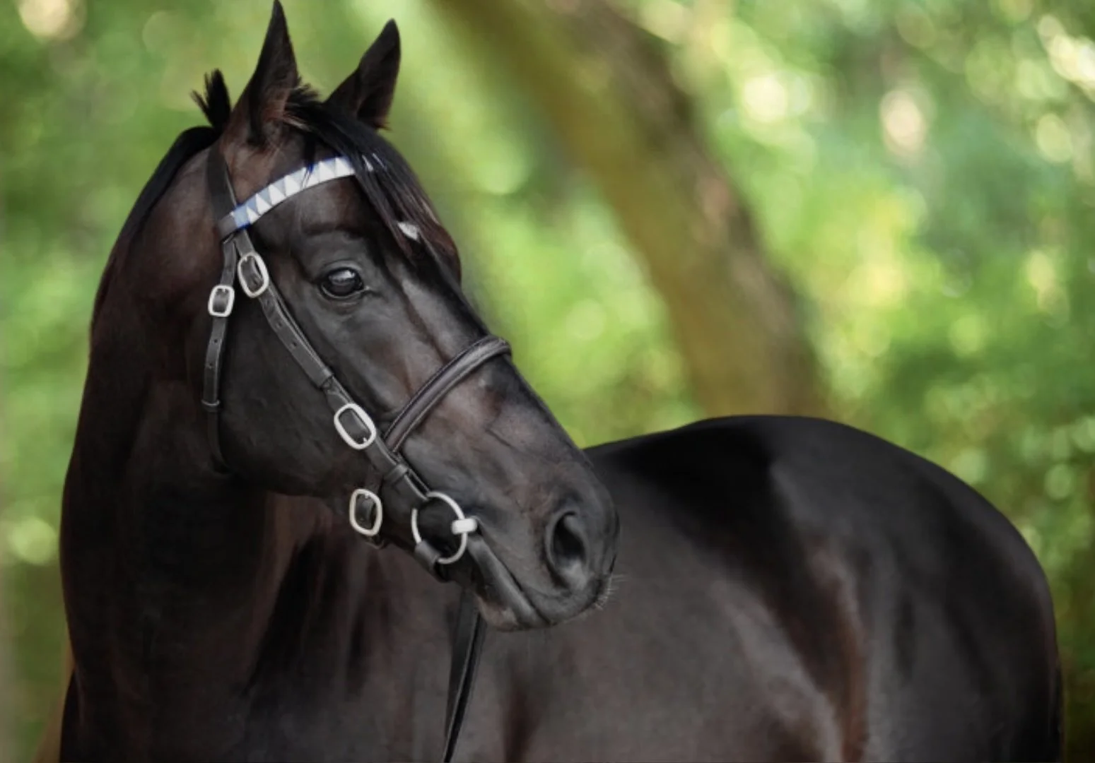 caballo negro con arnés en un fondo de árboles verdes
