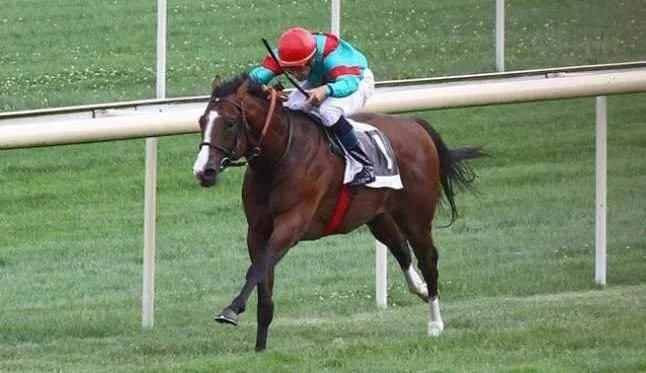 Jinete montando un caballo durante una carrera en un campo de césped.