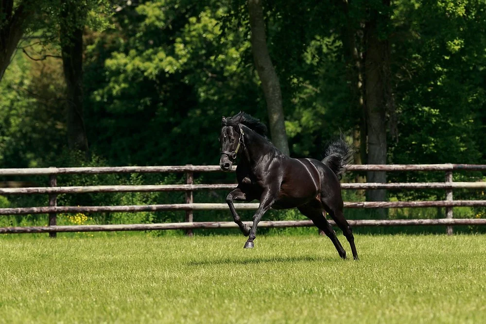 Jinete en competición de carreras montando un caballo de carrera.