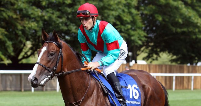 Jinete en ajustado en competencia de equitación en un campo de césped, con un caballo marrón, árboles y cerca de madera en el fondo.