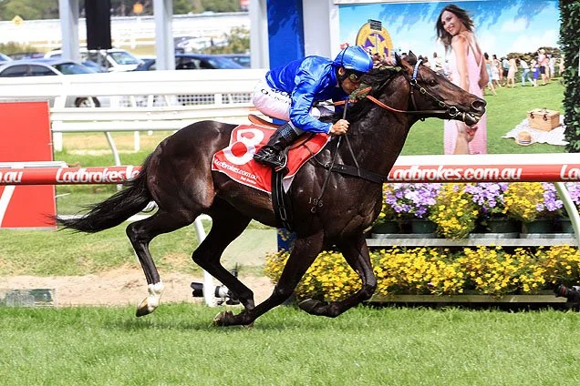 Caballo de carrera con jinete en la pista, números 8, en movimiento.