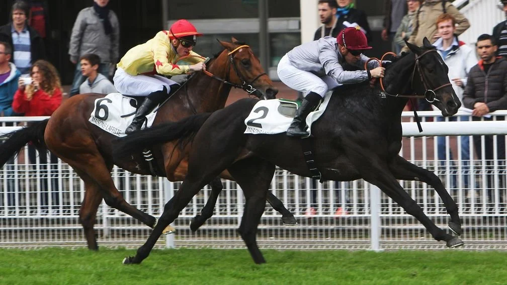 Jinete en traje color aqua, blanco y negro cabalga un caballo de carreras en una pista, con fondo de árboles y cercas blancas.