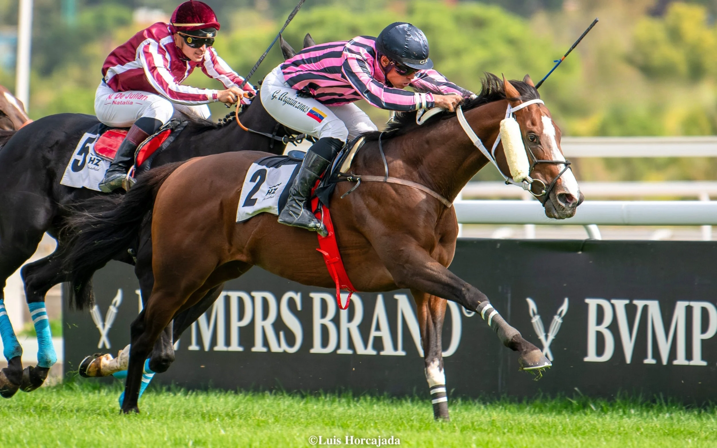 Caballos compitiendo en una carrera en un campo de césped, con jinetes vestidos con pantalones y camisetas a rayas, uno con casco negro y otro con casco rojo.