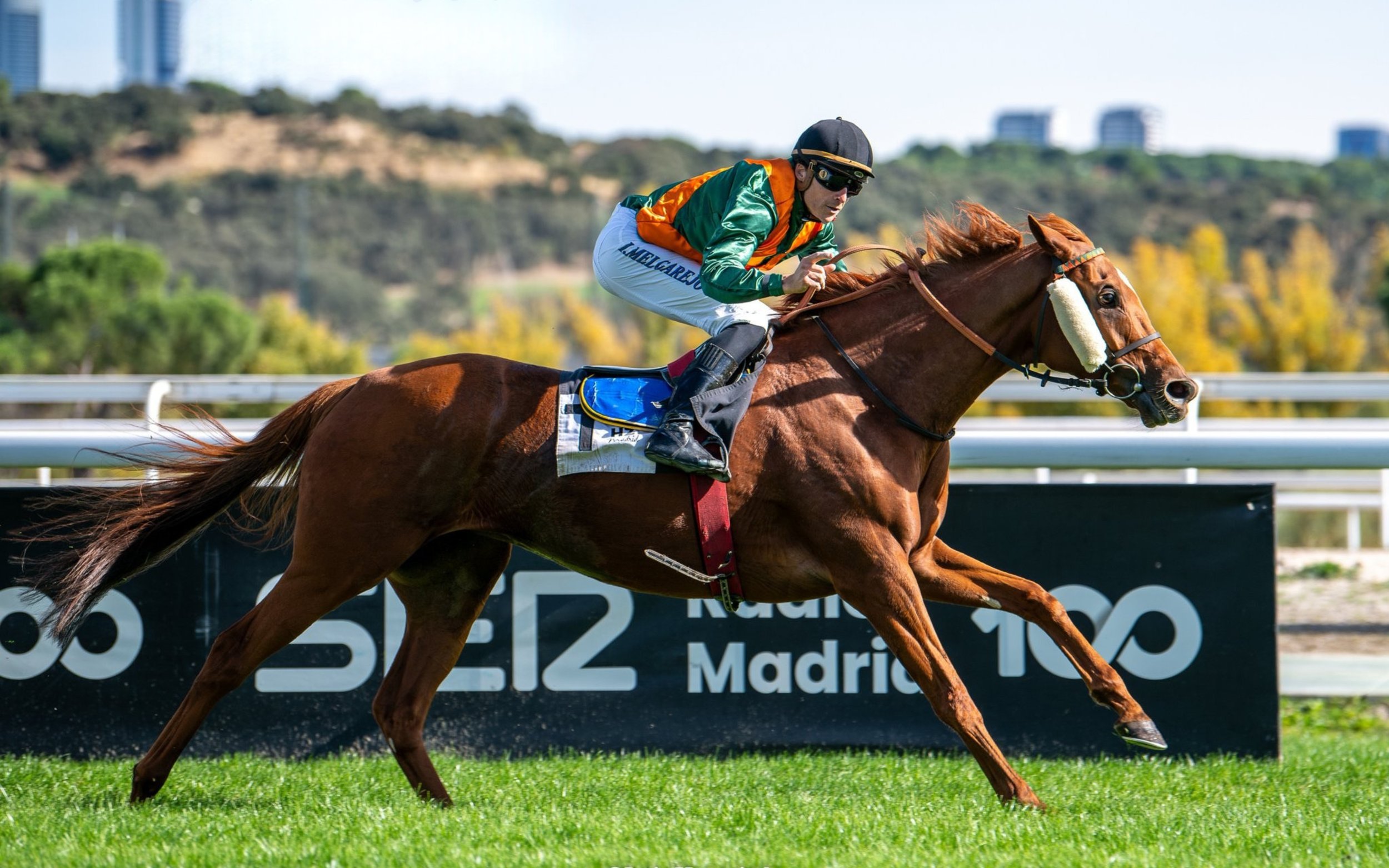Jinete en caballo en una carrera en un campo con fondo de árboles y edificios.