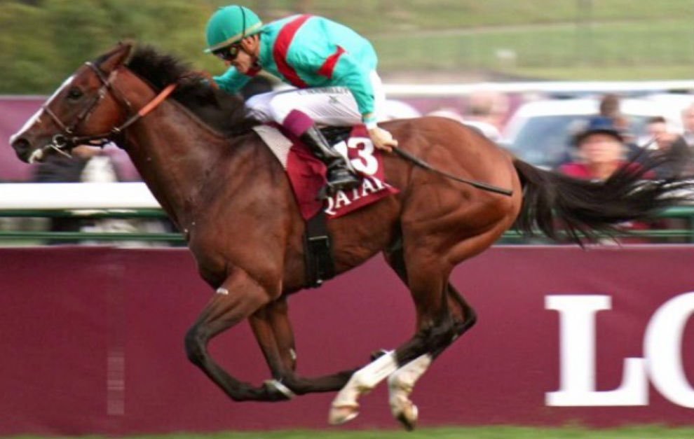 Caballo de carrera con jinete durante una competencia en una pista de turf.