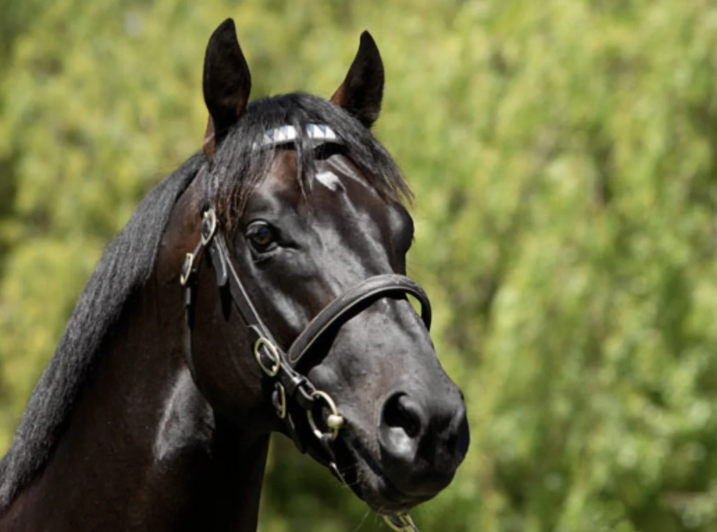 Caballo negro con jaquima en un campo con árboles verdes.