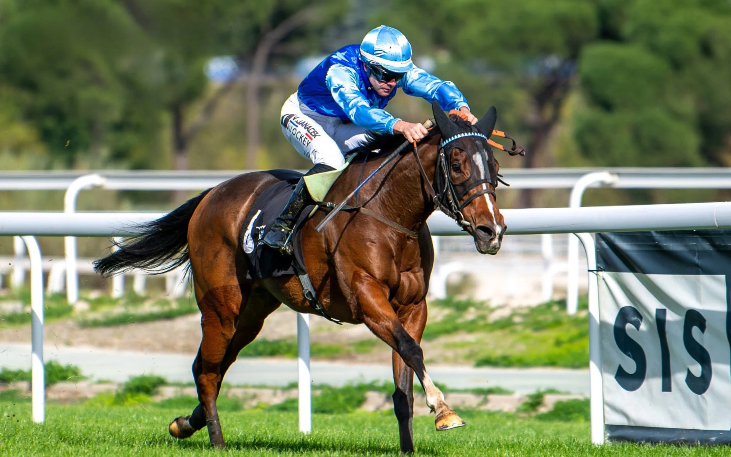 Jinete montando un caballo en una carrera de obstáculos en un campo con árboles al fondo.