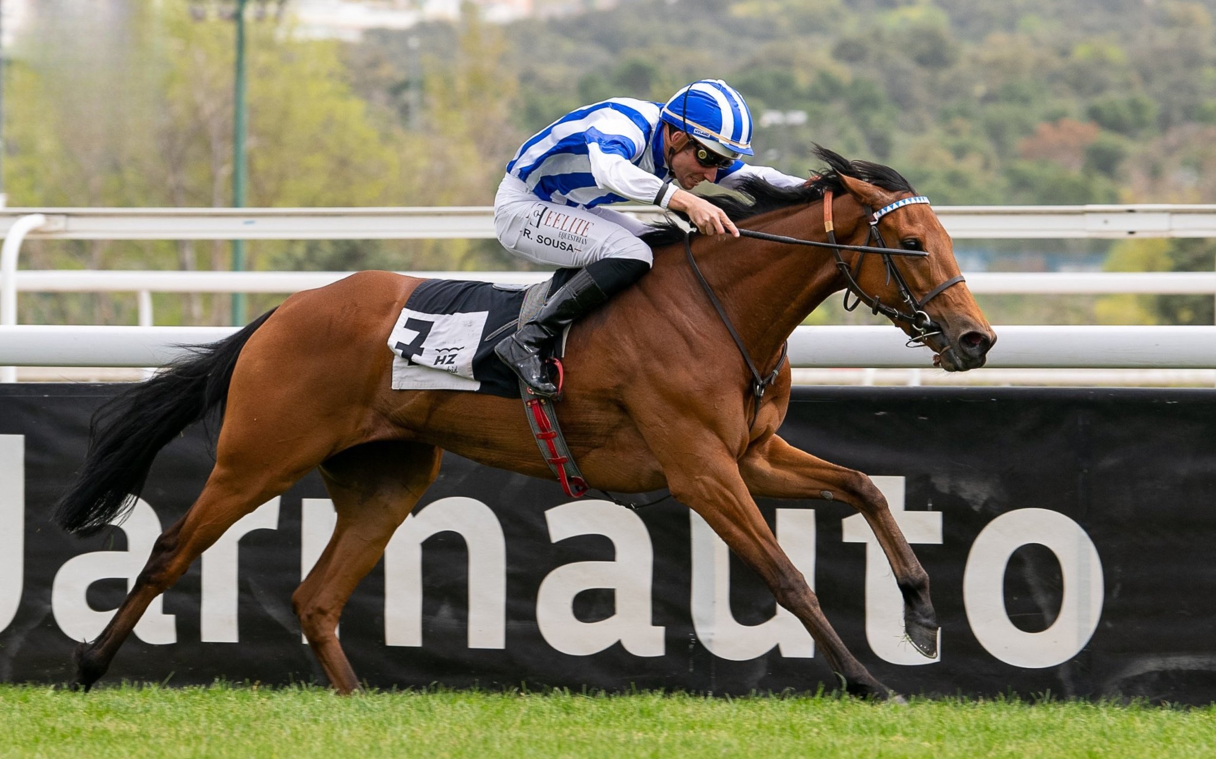 Caballo de carrera en la pista durante una competencia con jinete con casco y gafas.