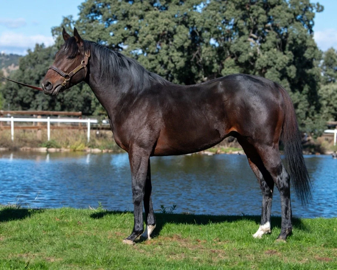 RODABALLO