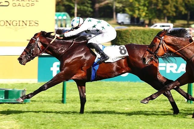 Un caballo marrón oscuro cabalga por un campo con árboles y cielo despejado en el fondo.