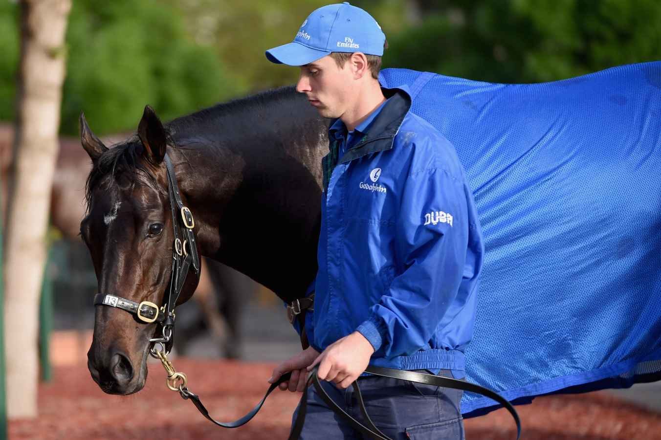 Jockey con chaqueta y gorra azules junto a un caballo negro con arnés en un entorno al aire libre.