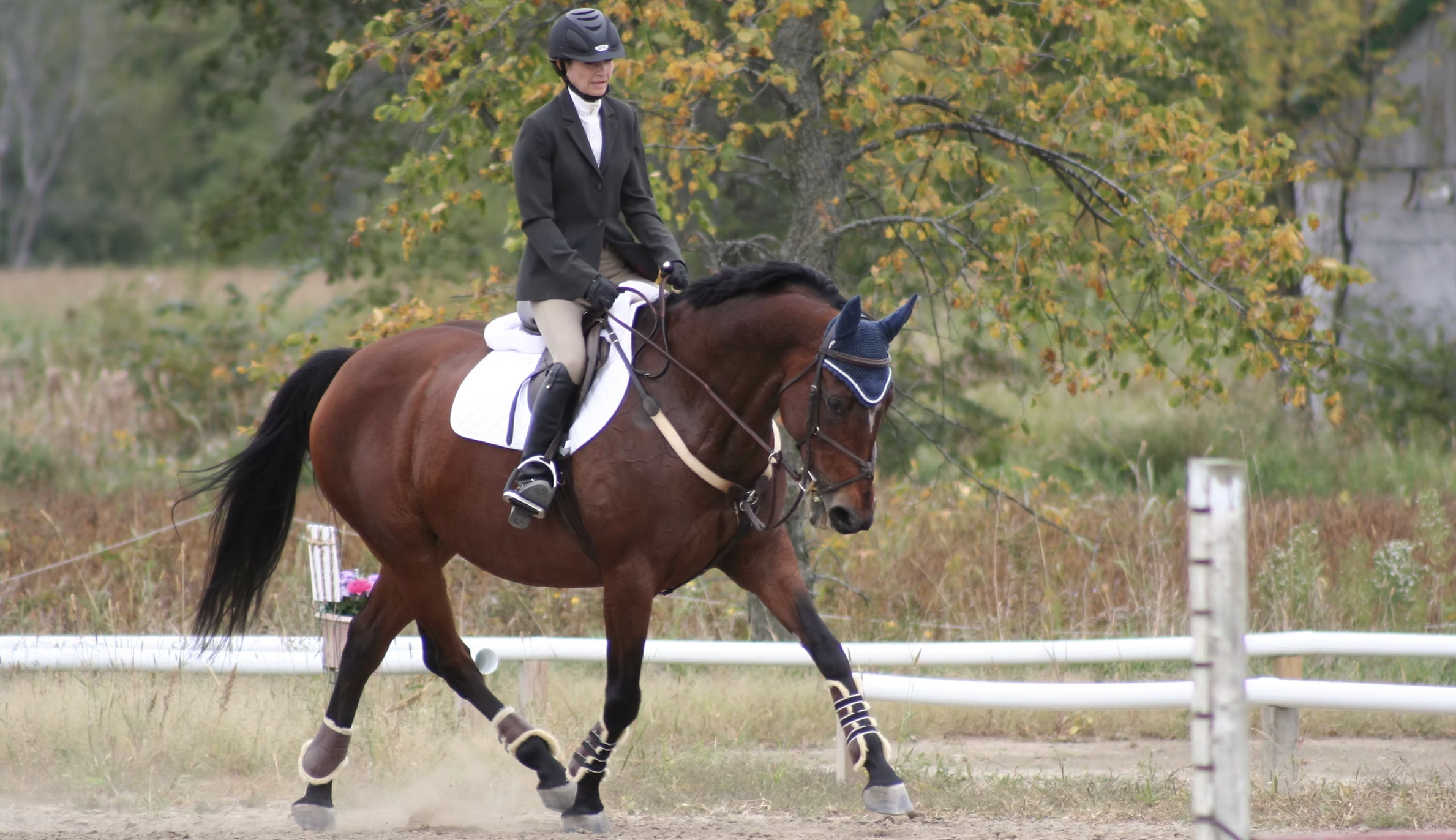 A woman wearing equestrian attire riding a brown horse with a blue ear bonnet in an outdoor riding arena surrounded by autumn trees.