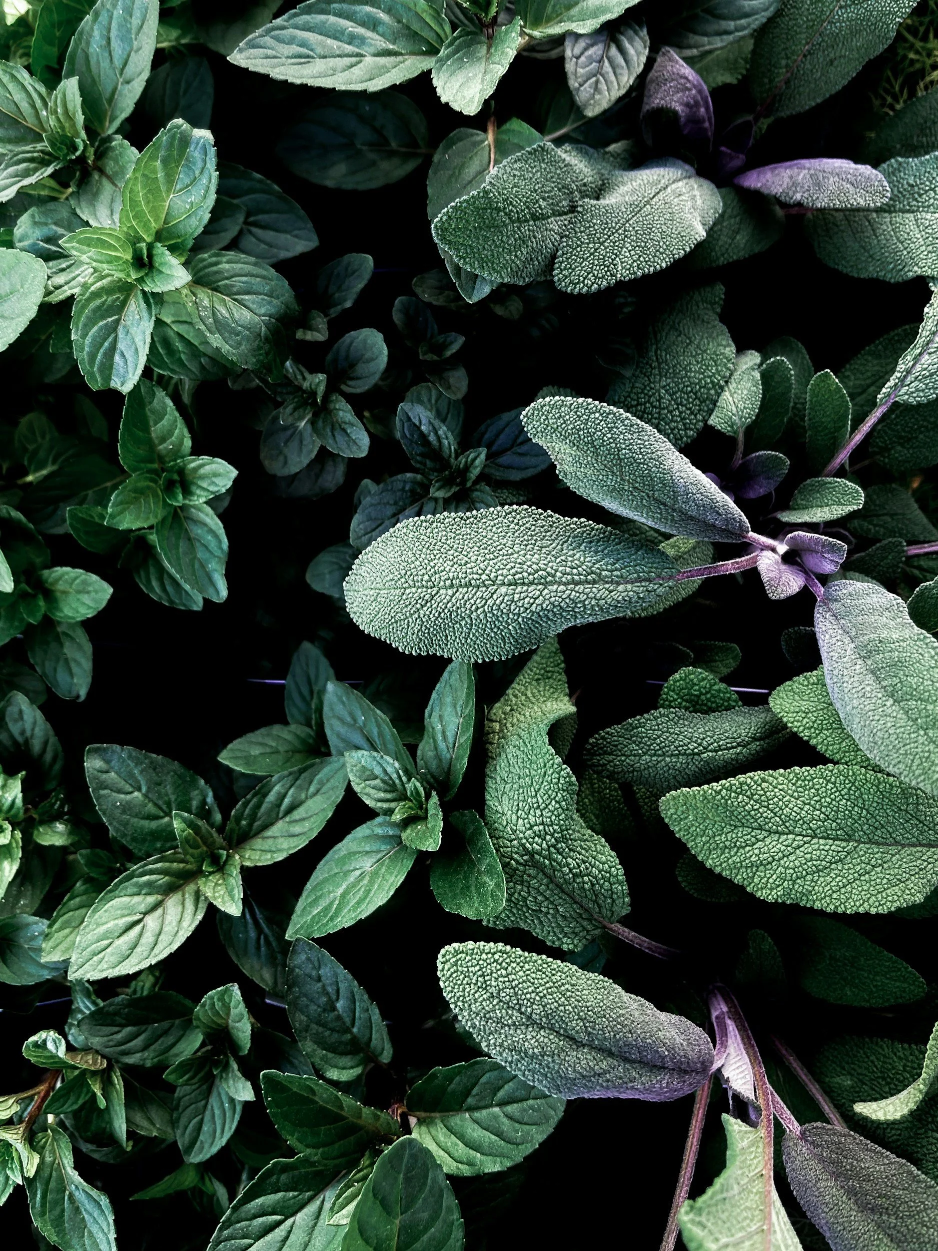 Close-up of various green and purple herb leaves, with textured and veined surfaces.