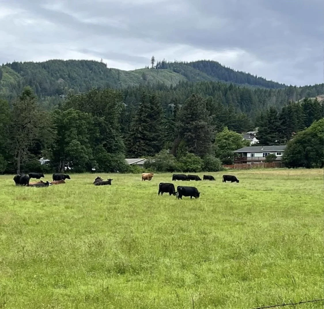 Cows grazing on a lush green field with trees, houses, and forested hills in the background under a cloudy sky.