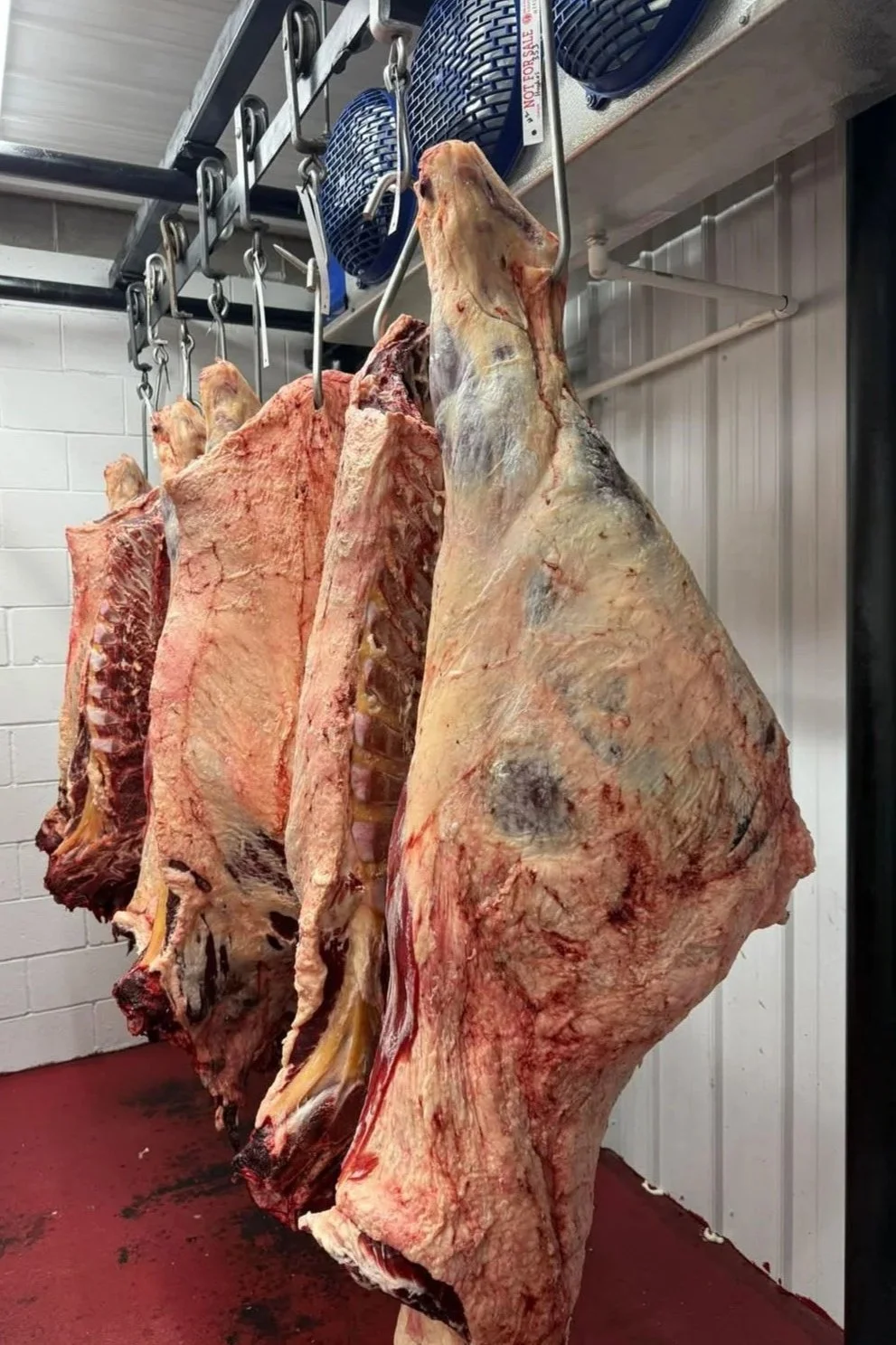 Large beef carcasses hanging on hooks in a meat processing facility.