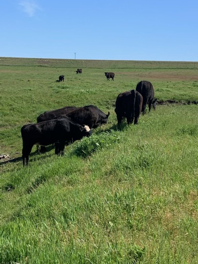 Black cattle grazing on a green pasture under a clear blue sky, with some cattle in the distance.