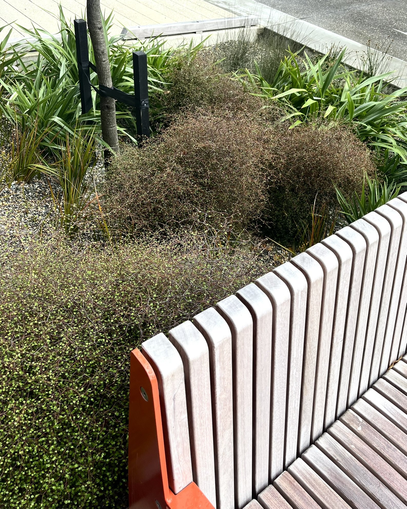 Timber bench and planting, Esk Street, Invercargill
