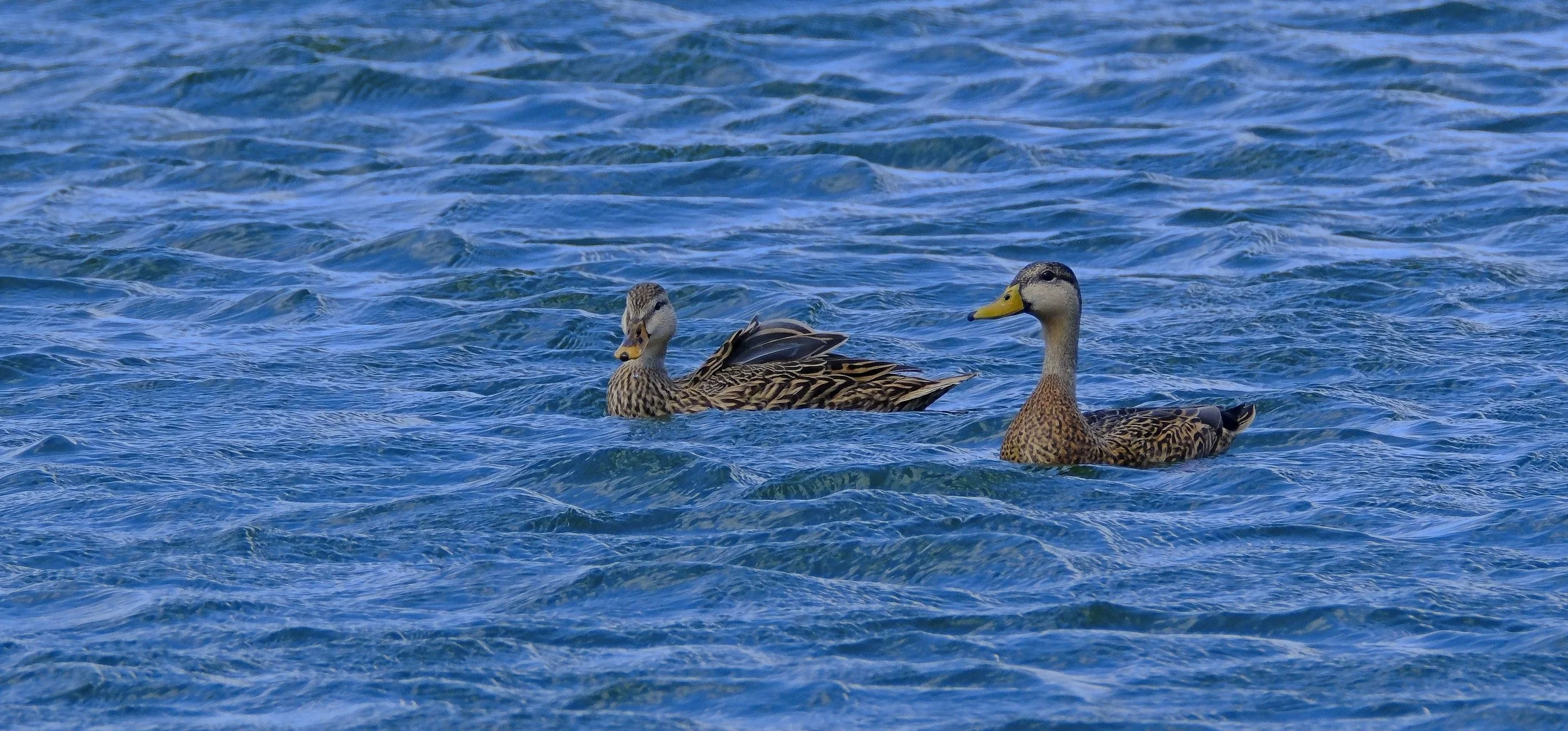 DSCF5931 1.jpg