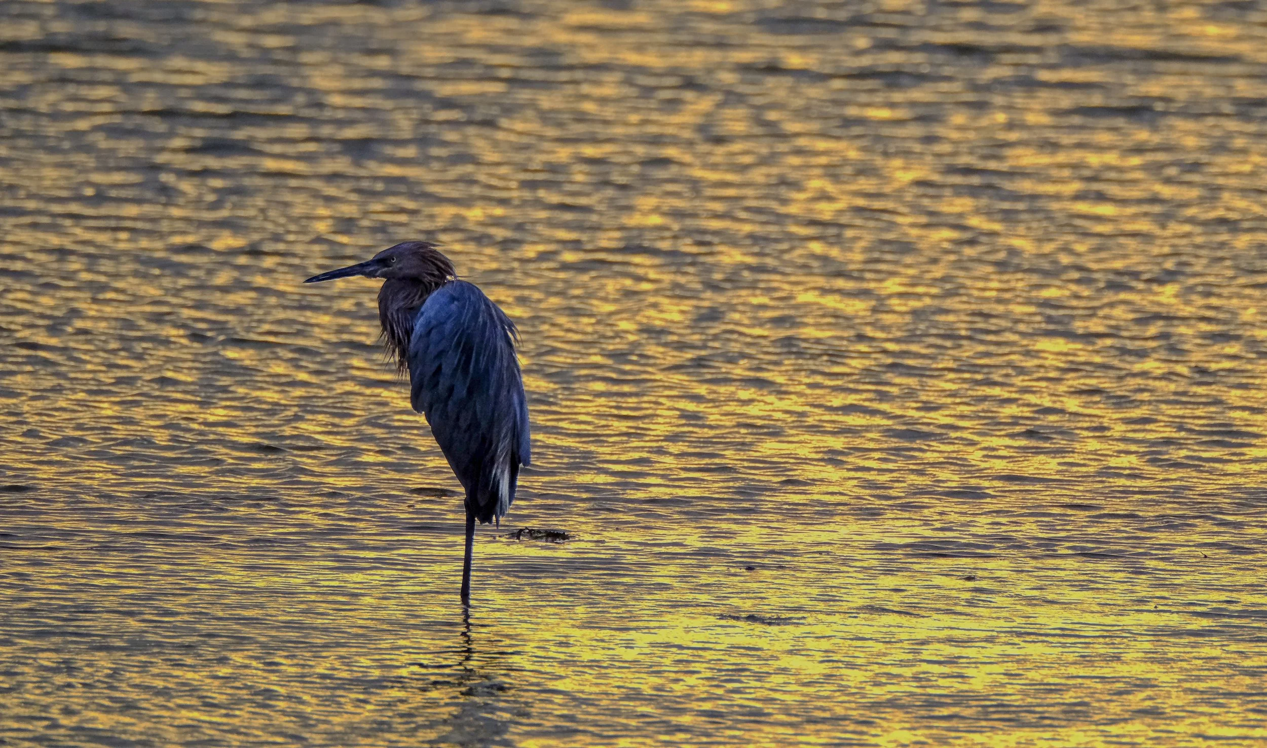 DSCF2654 1.jpg