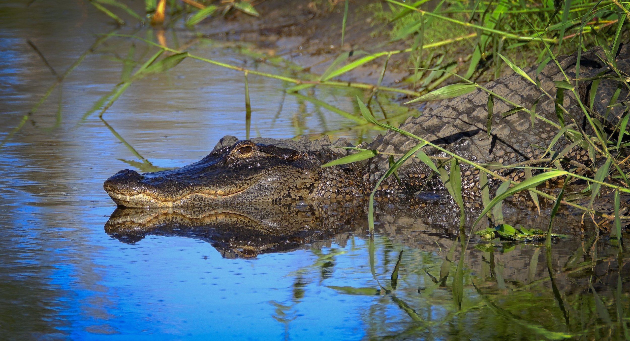 A crocodile partially submerged in water near the muddy bank, surrounded by green grass and reeds.