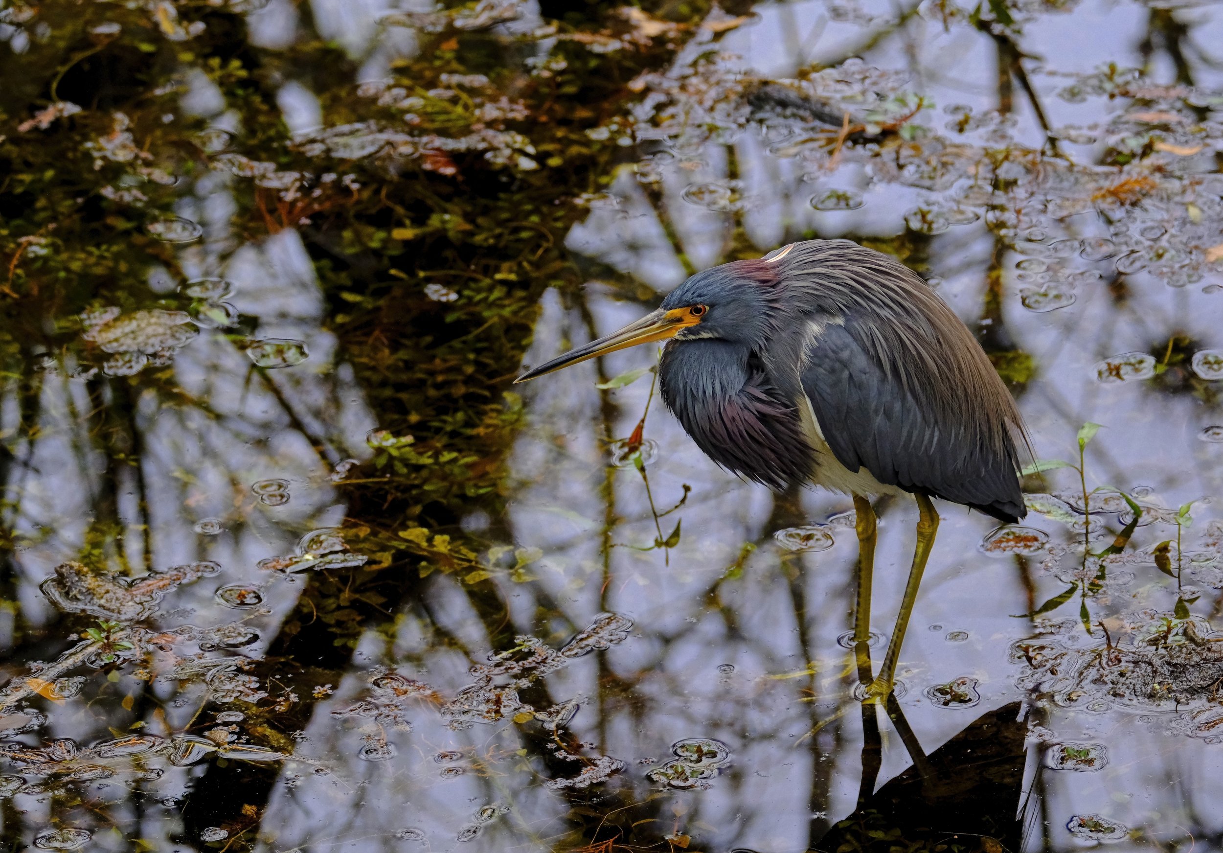 Focused Heron 1.jpg