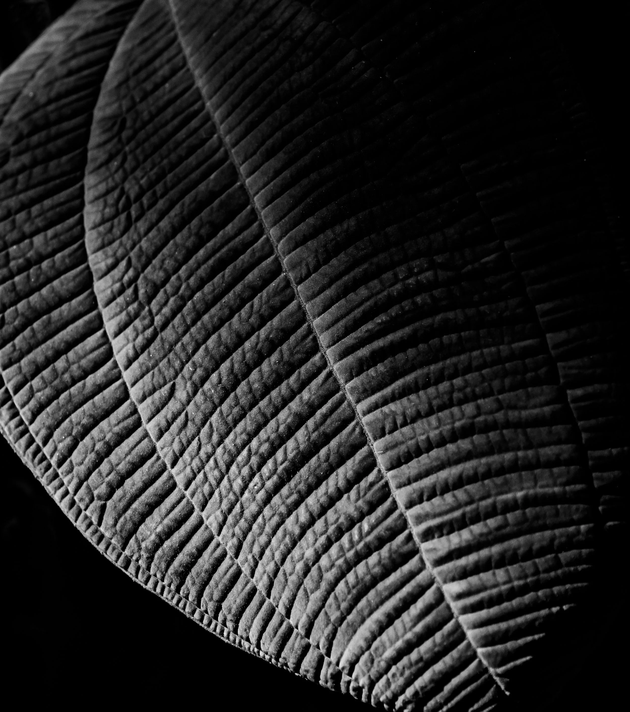 DSC_8864_Edit_2_Jpeg.jpg