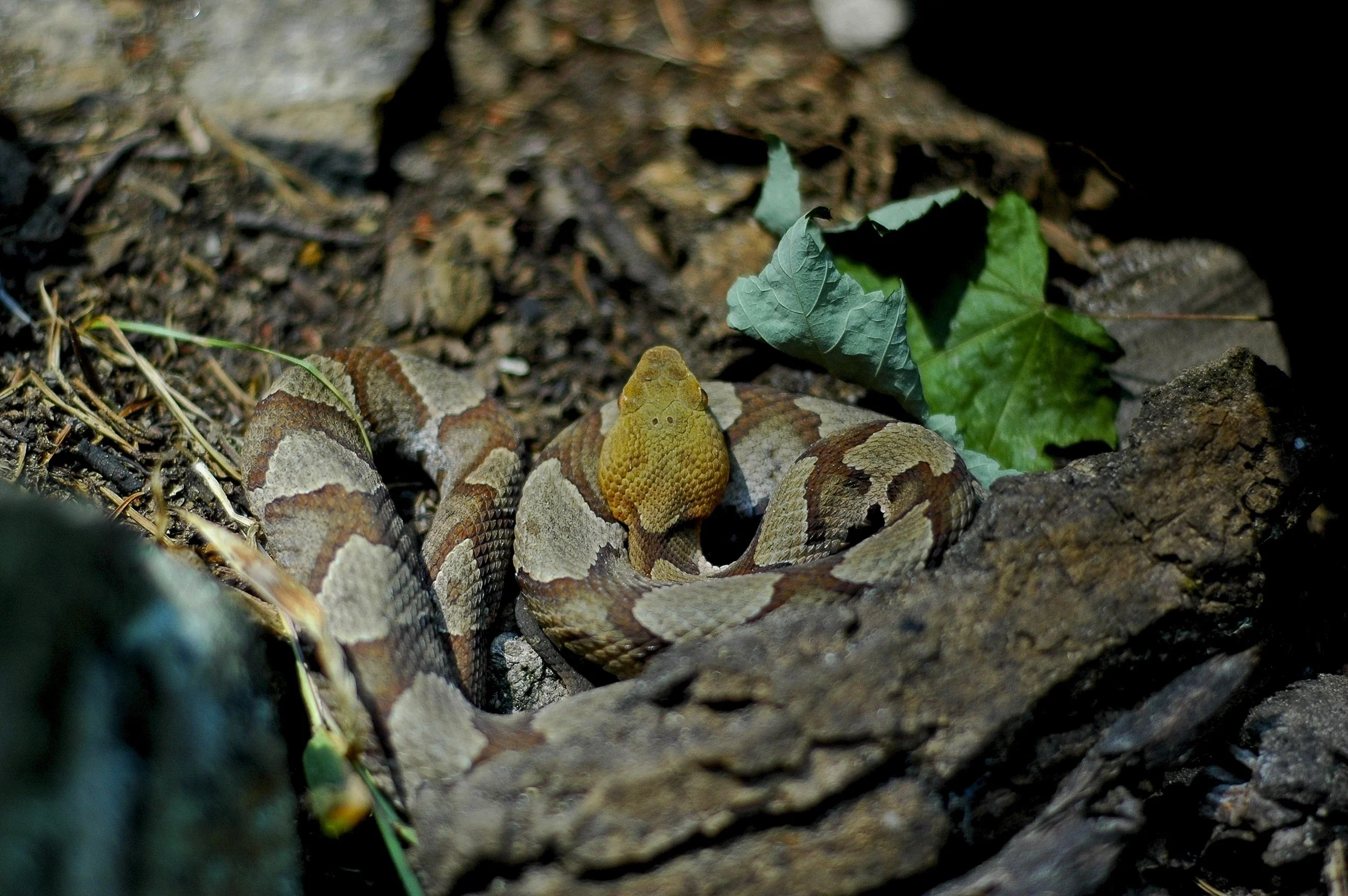 DSC_7323 1.jpg