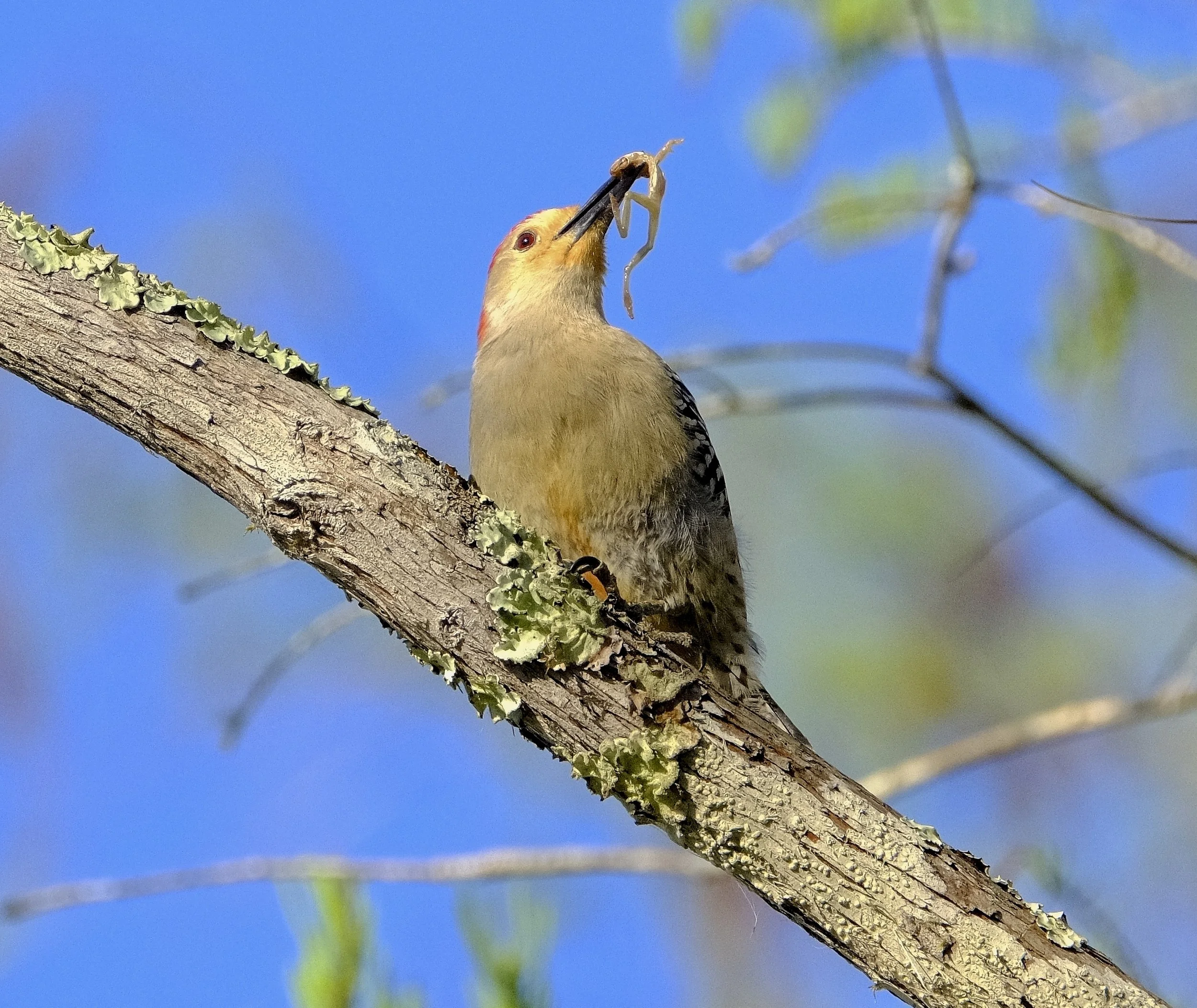 DSCF6867 1.jpg