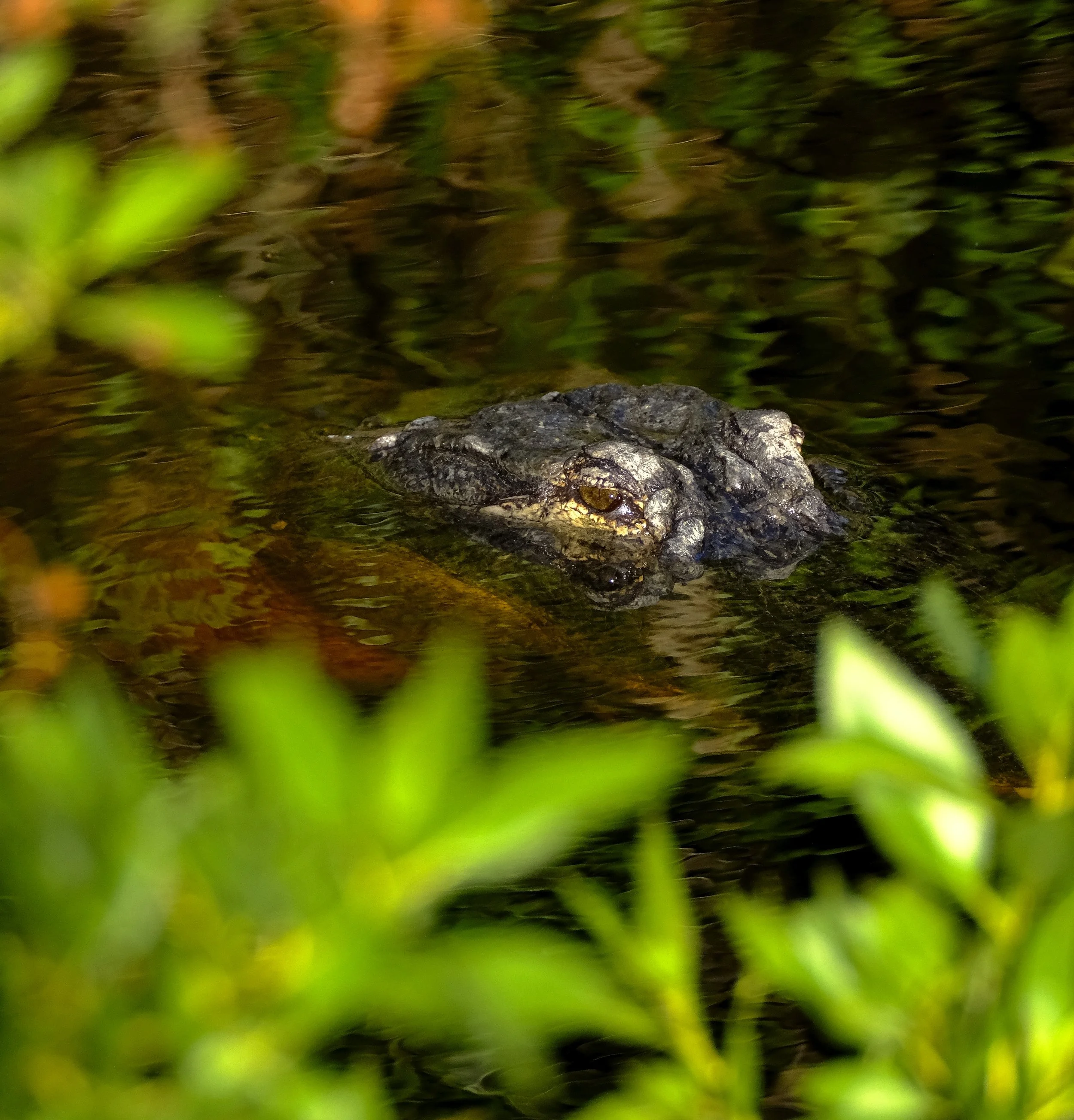 DSCF4456 2.jpg