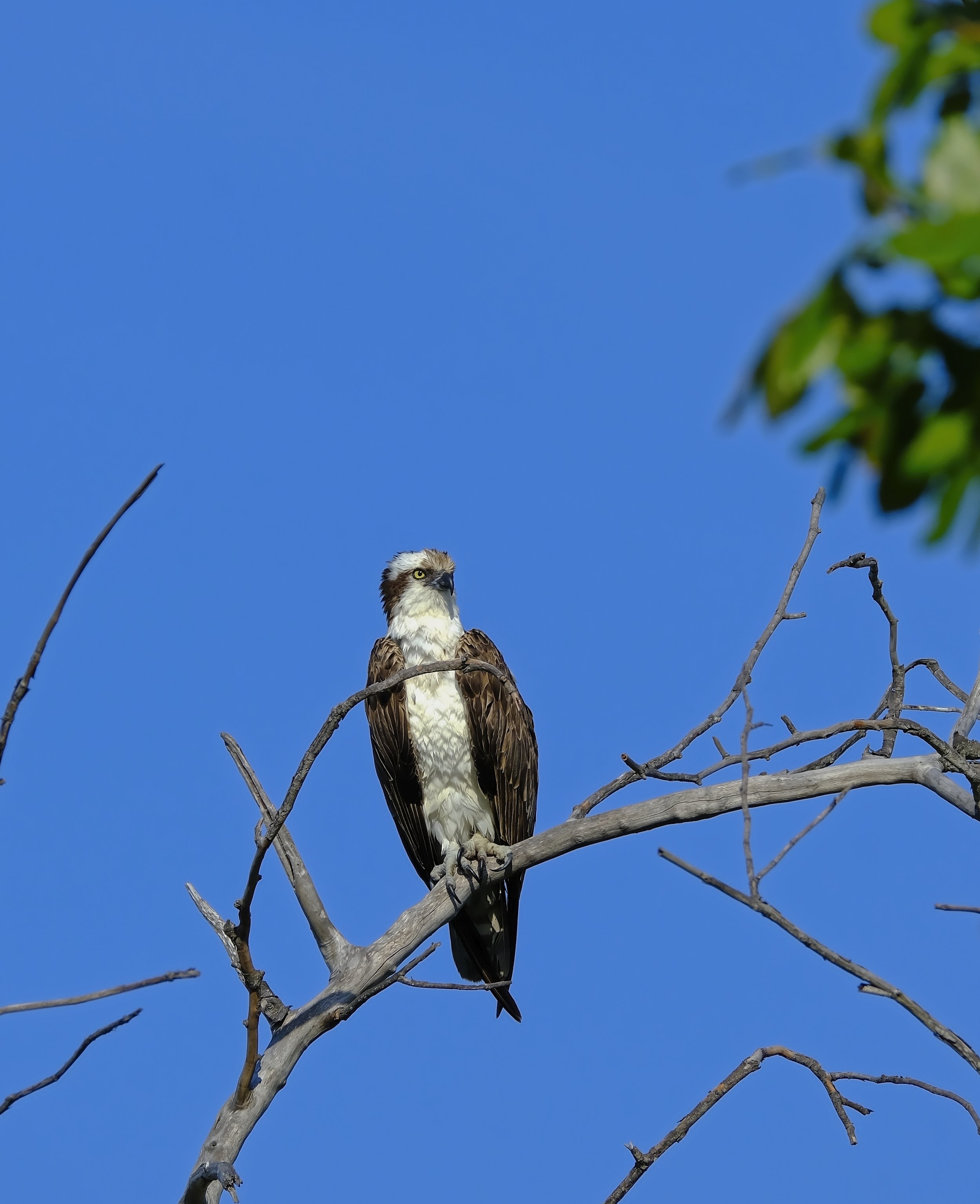 DSCF7230 1.jpg