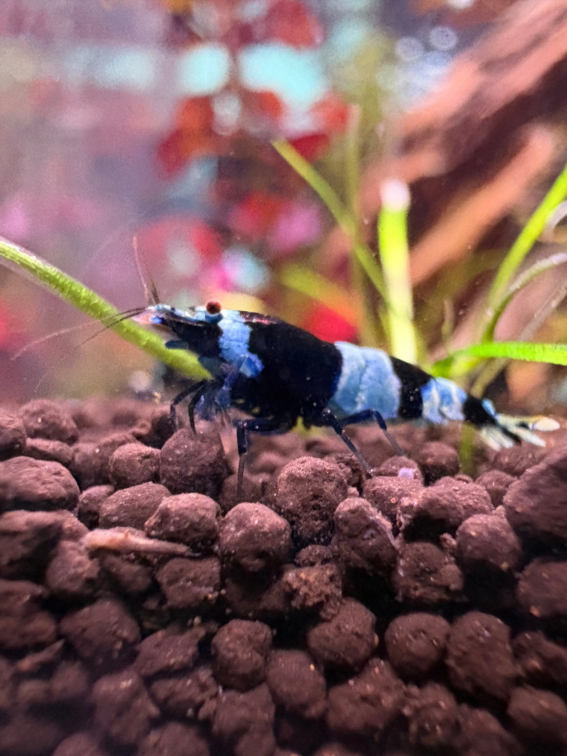 Shadow Pandas Caridina Shrimp