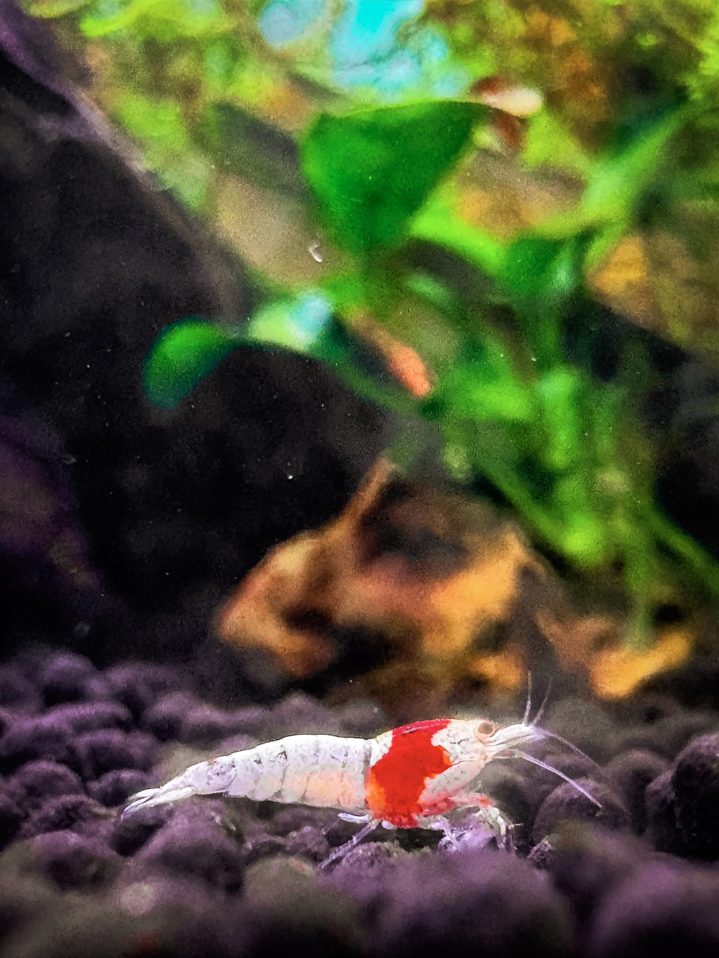 Caridina Shrimp Care Guide: How to Keep Crystal Red and Other Caridina Shrimp Healthy