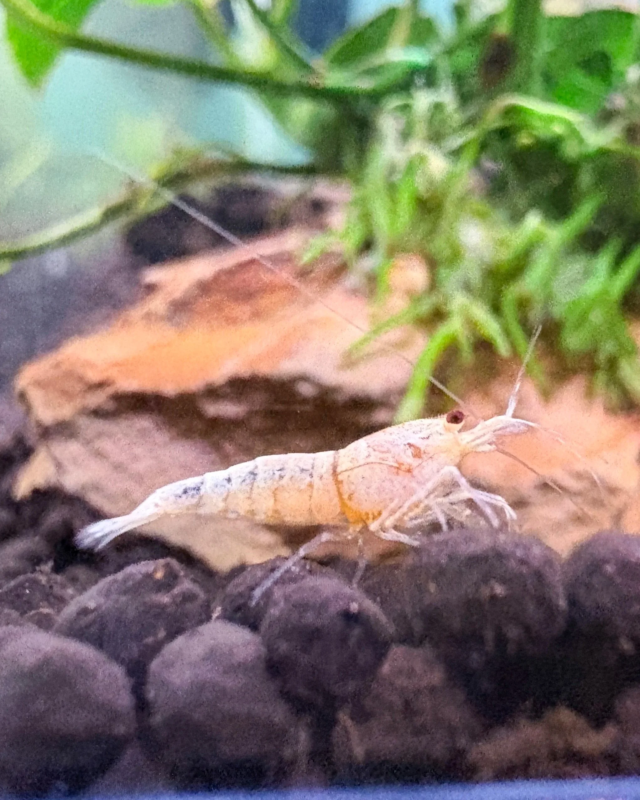 Golden Bees Caridina Shrimp