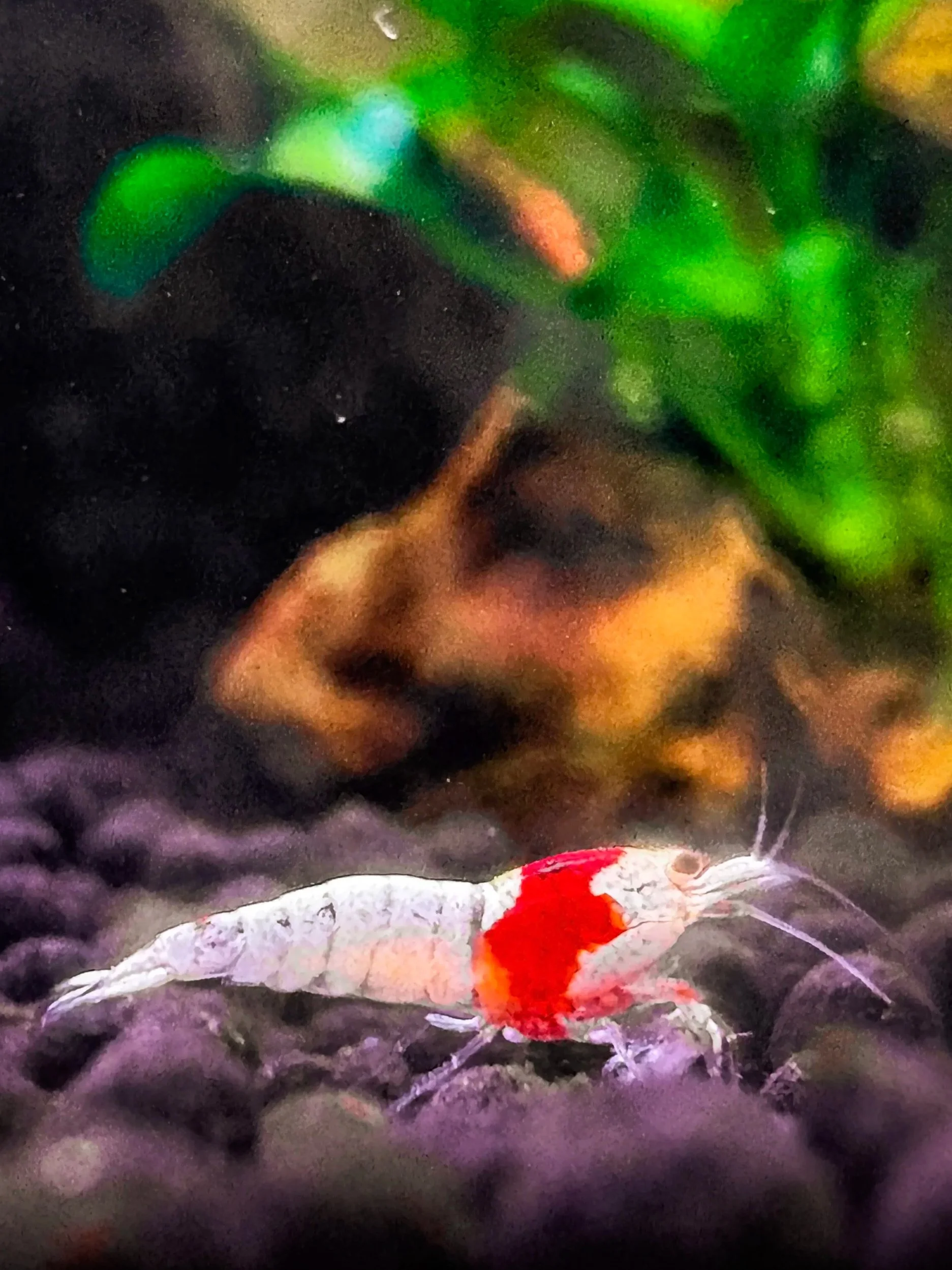 Crystal Reds Caridina Shrimp