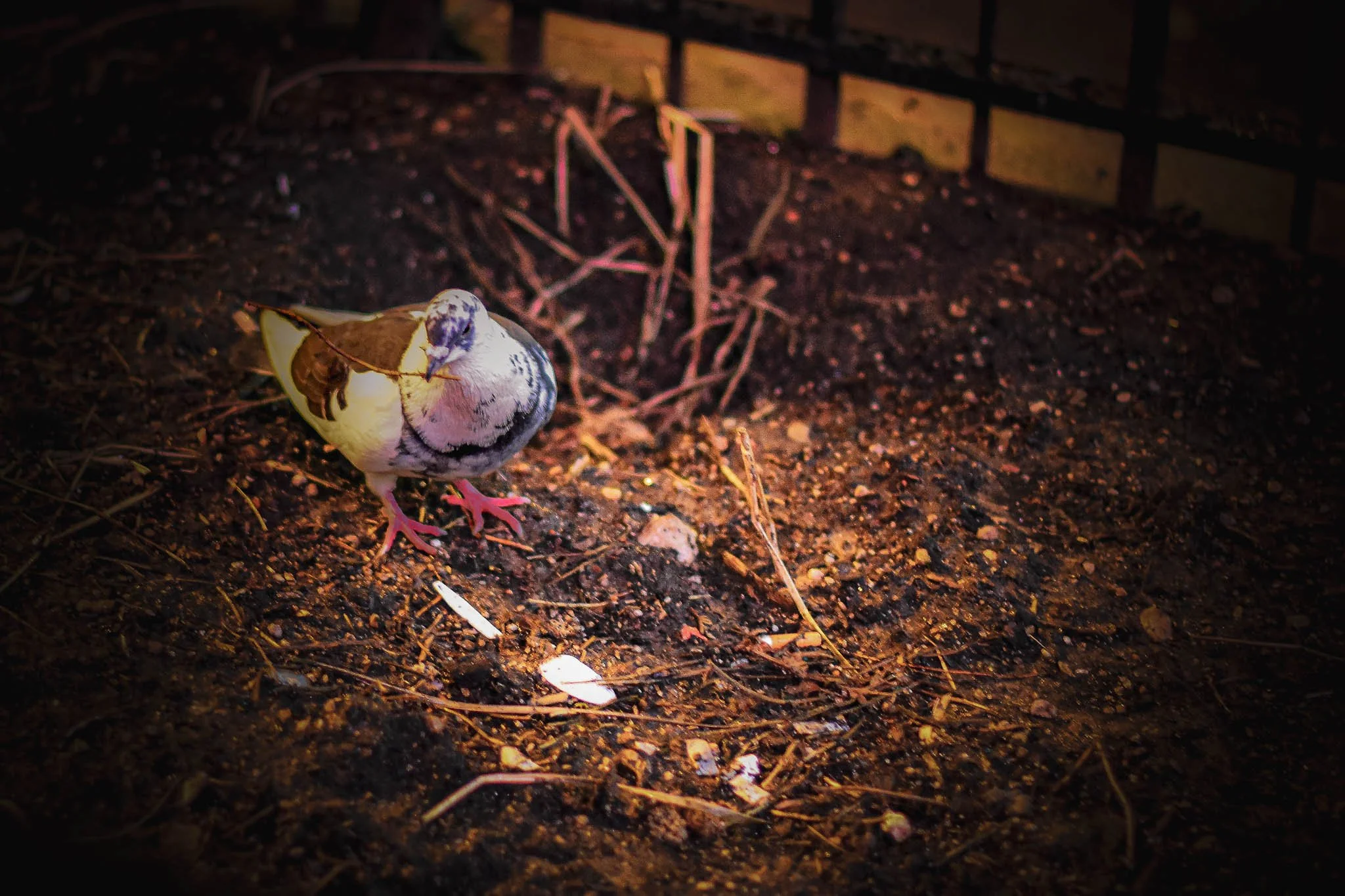 A pigeon standing on dark soil with scattered small objects, with a railing in the background.