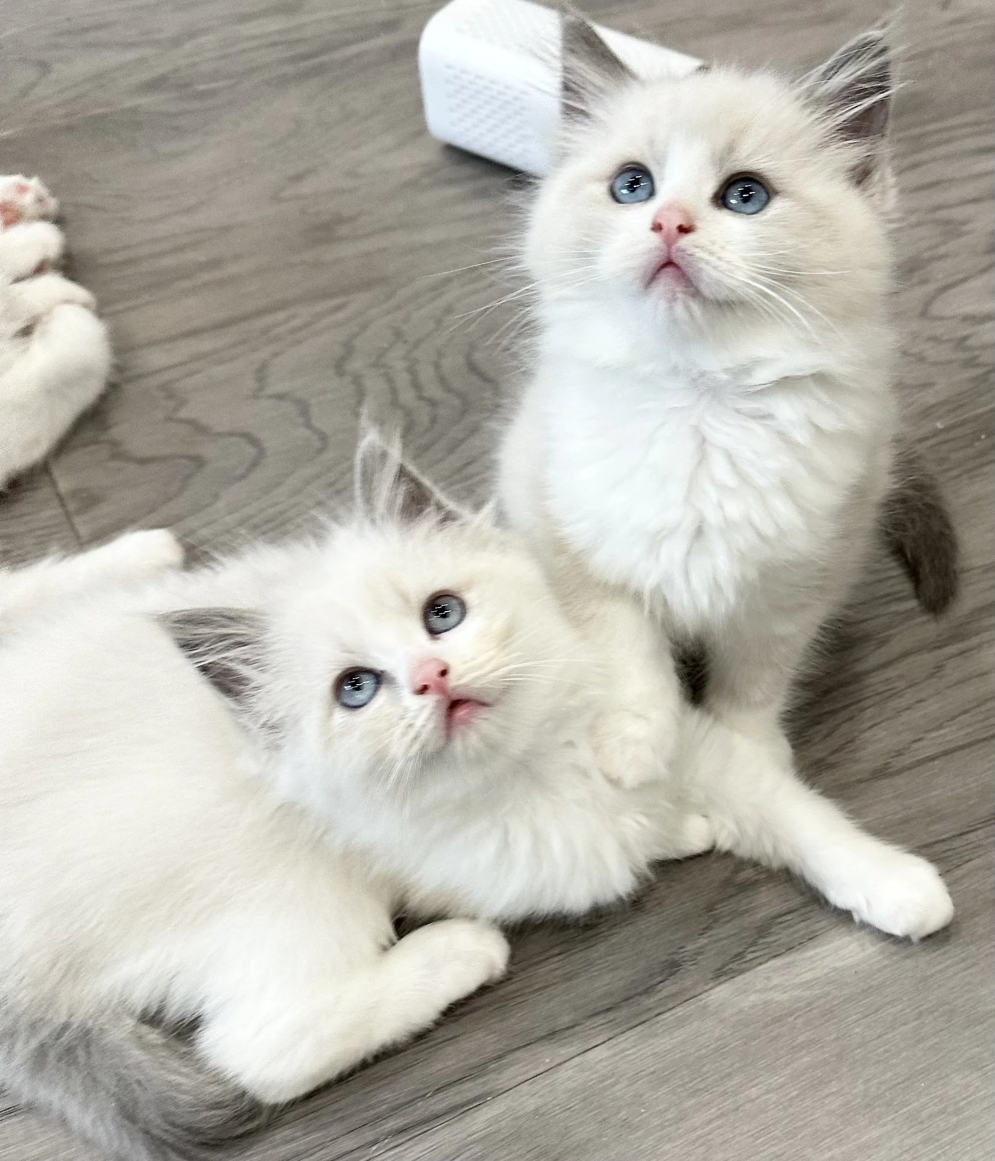 Two white kittens with blue eyes and pink noses on a wooden floor, looking upward.
