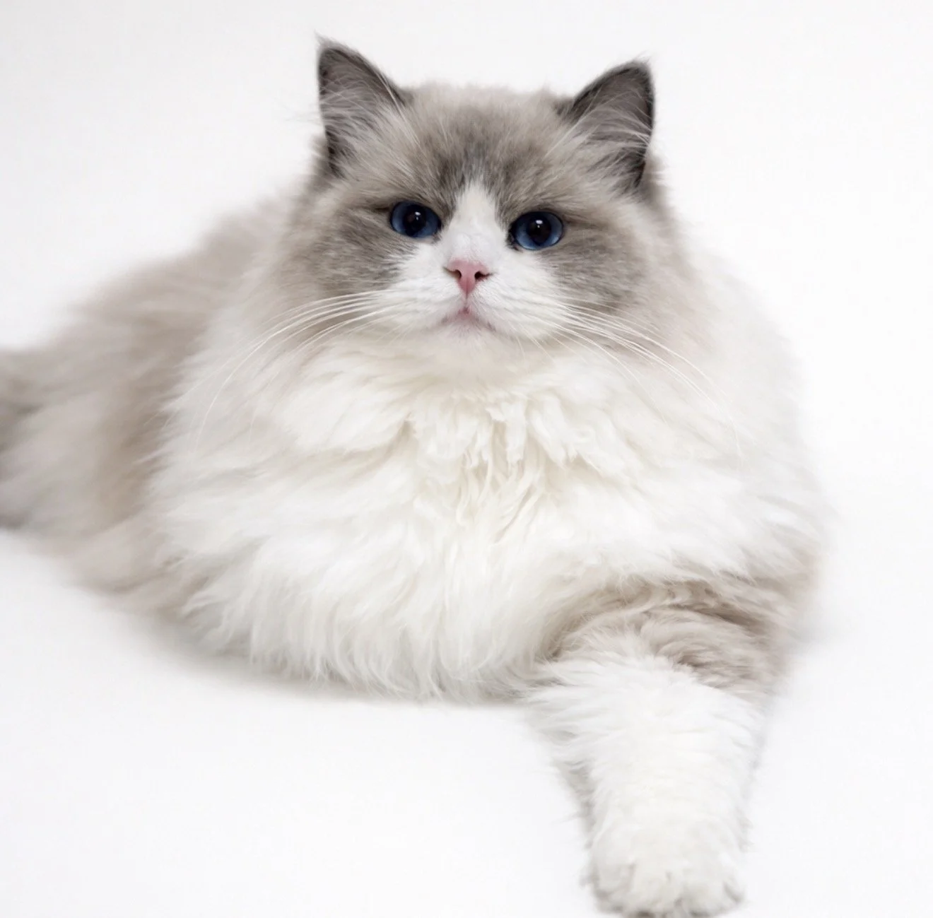 blue bicolour Ragdoll, Ragdoll kitten, Ragdoll cat, Ragdoll breeder, Ragdoll cattery, Ragdoll kittens Canada, Ragdoll kittens Ontario, Ragdoll breeder