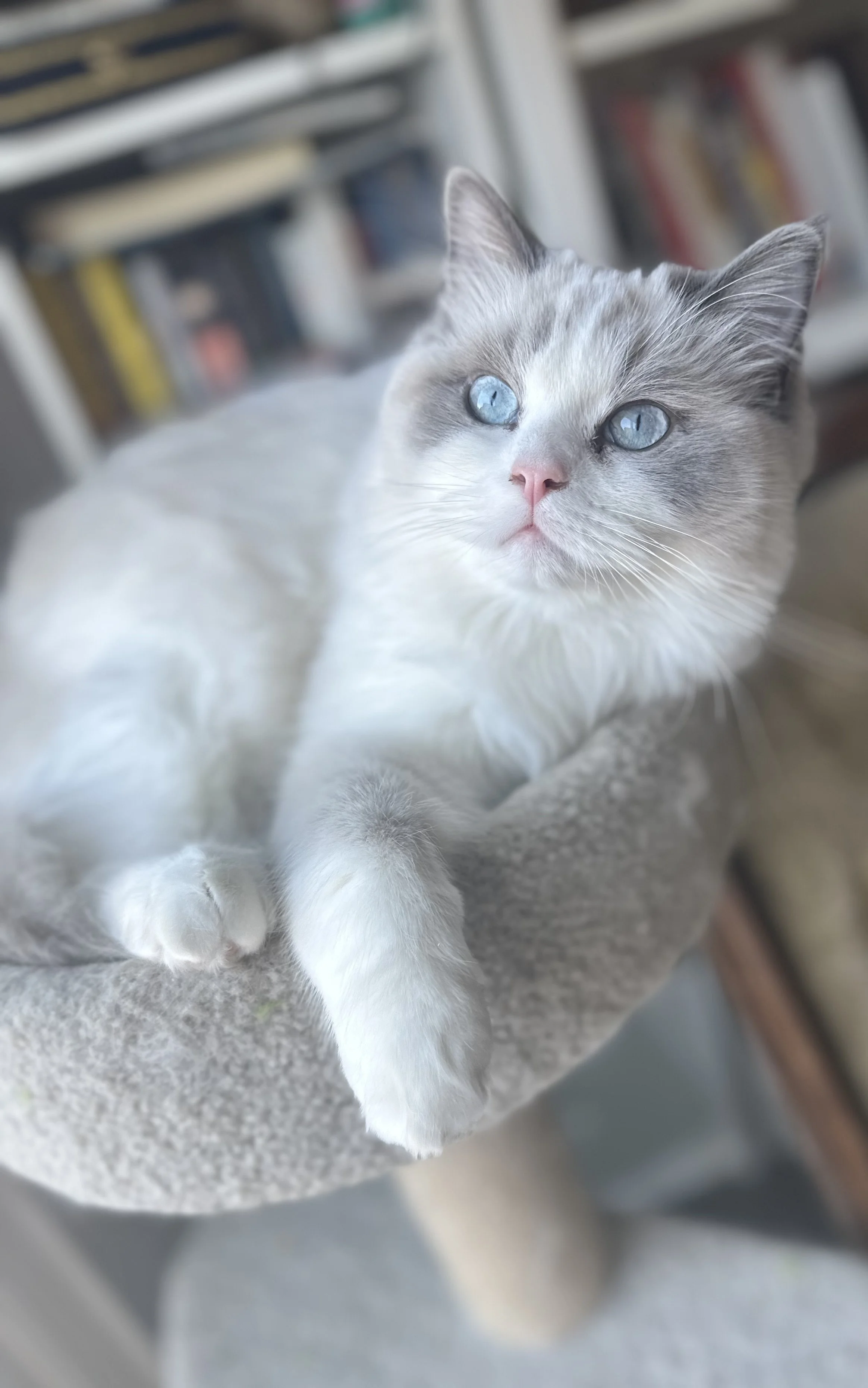 A white and grey cat with blue eyes lying on a beige carpeted cat tree in a room with shelves and books in the background.