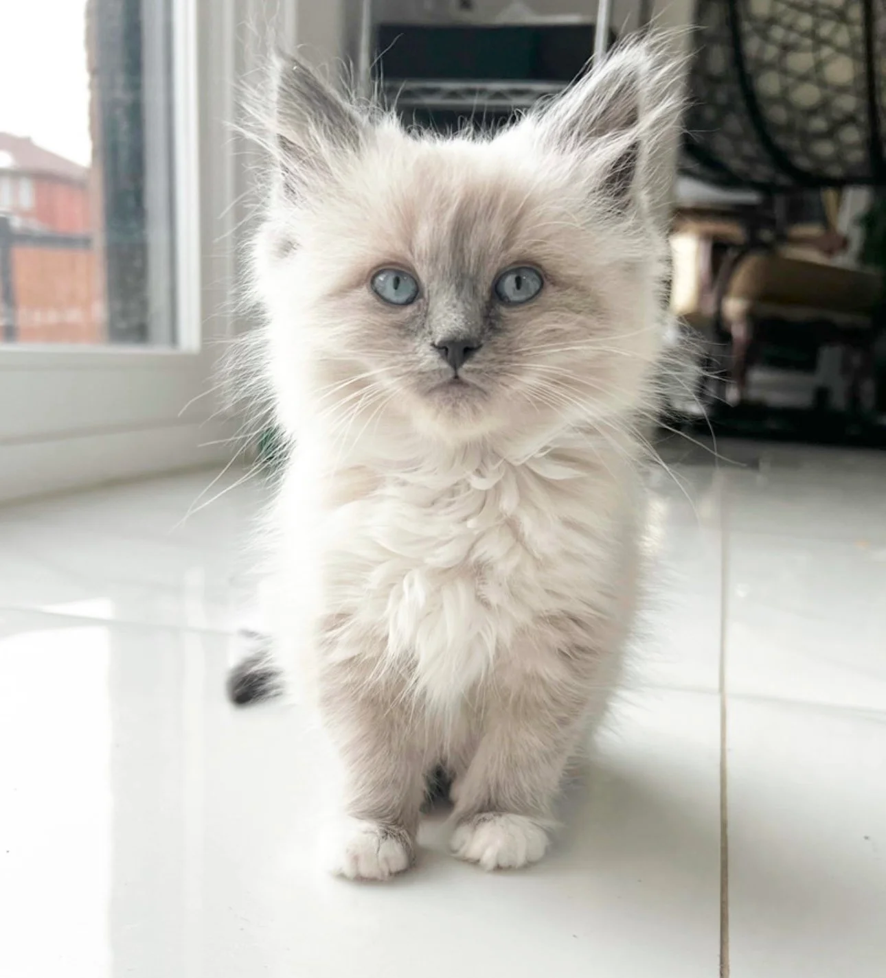 A fluffy kitten with blue eyes standing on a white tiled floor near a large window.