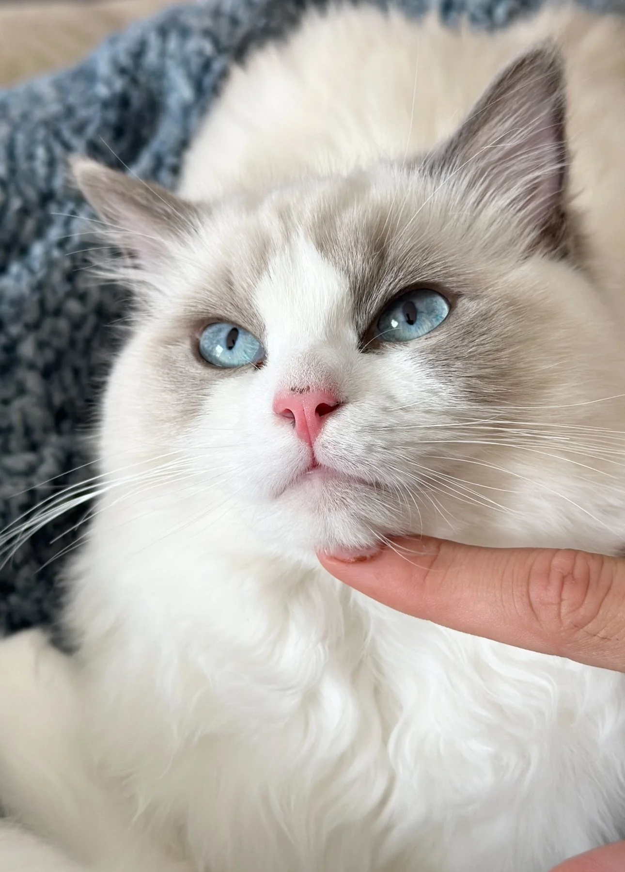 Close-up of a white and gray cat with blue eyes and pink nose being gently touched under the chin.