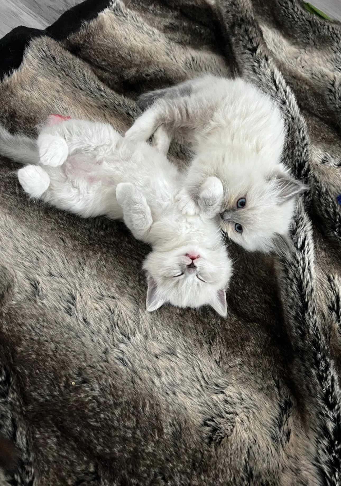 Two white kittens with blue eyes lying on a fuzzy animal fur blanket, one kitten on its back with paws up and the other on its side, both in relaxed positions.