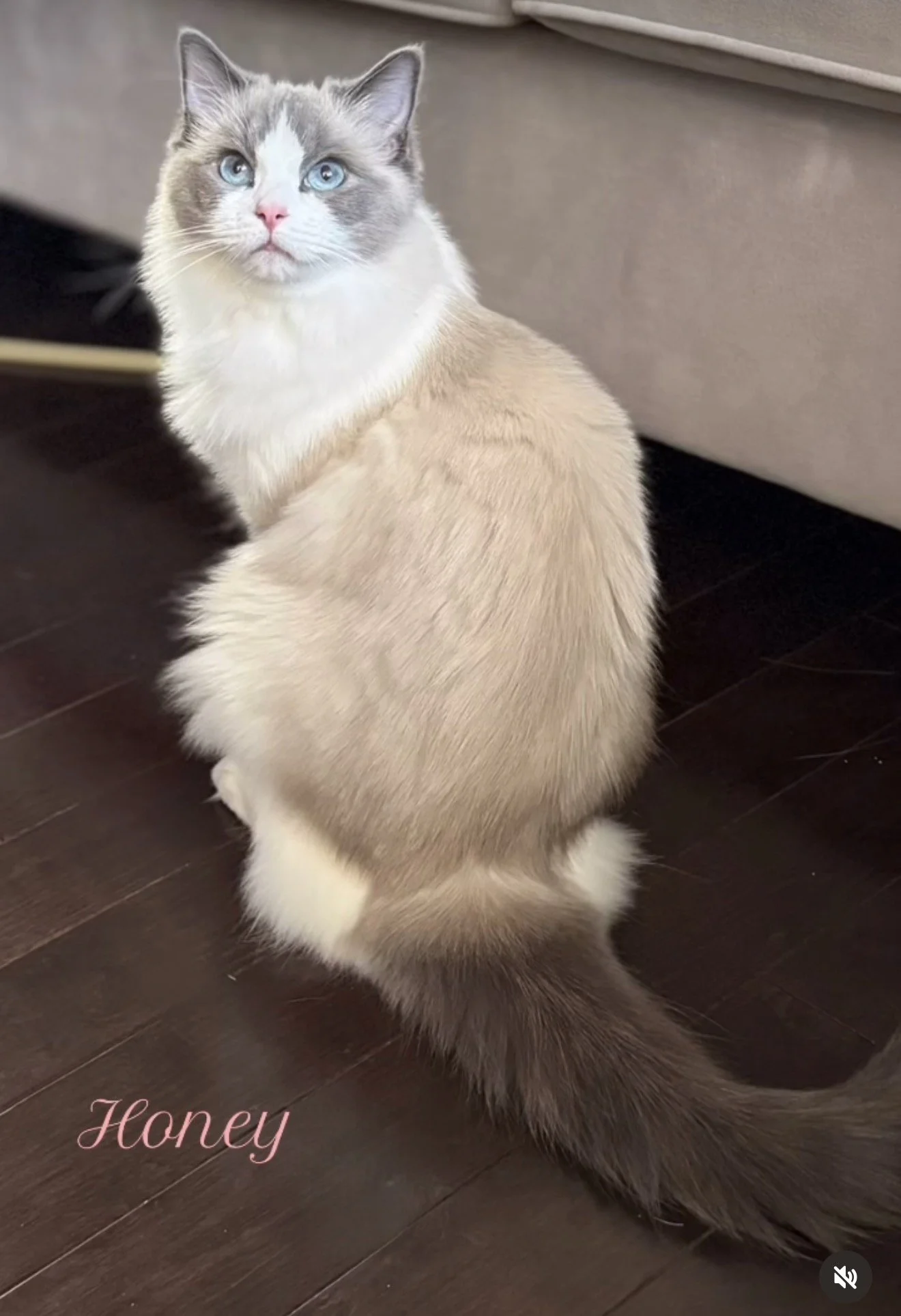 A Siamese mix cat with blue eyes and cream-colored fur looking upward, sitting on a dark hardwood floor next to a beige couch with the word 'Honey' written in pink in the lower left corner.