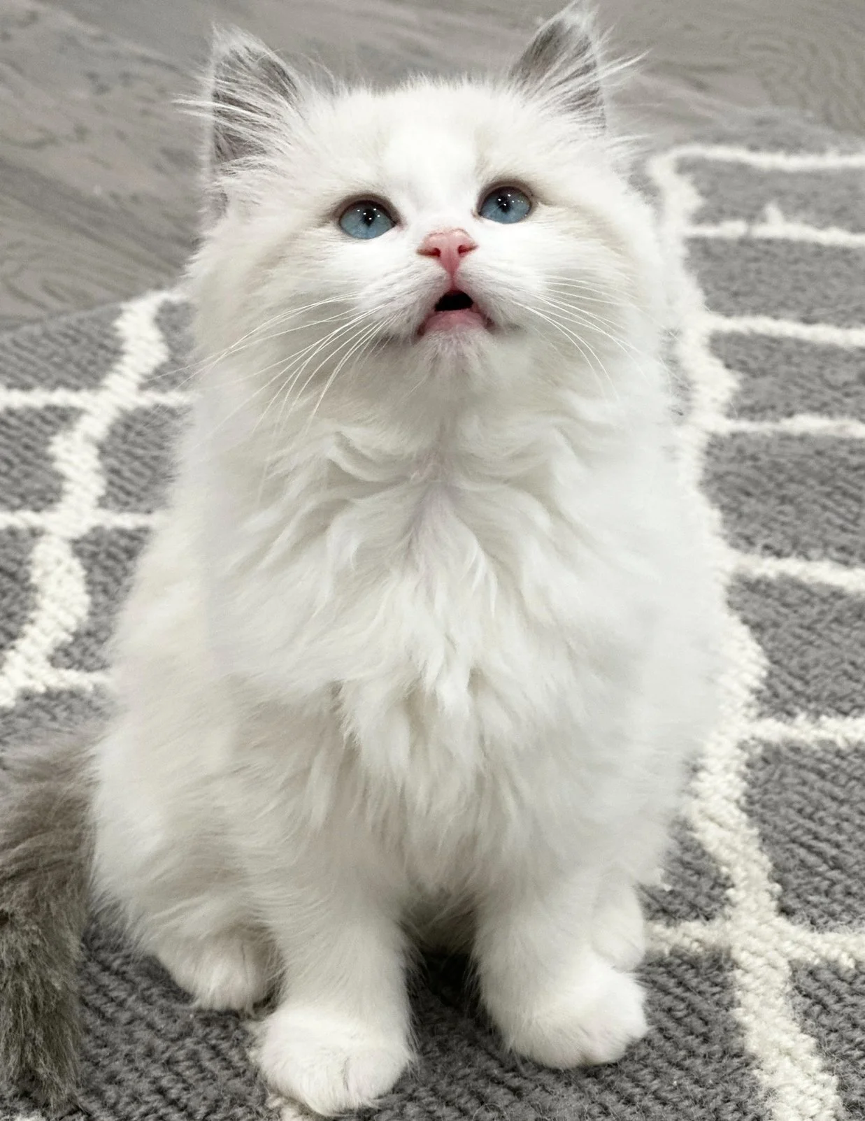 A fluffy white kitten with bright blue eyes, pink nose, and small mouth, sitting on a gray and white patterned rug.