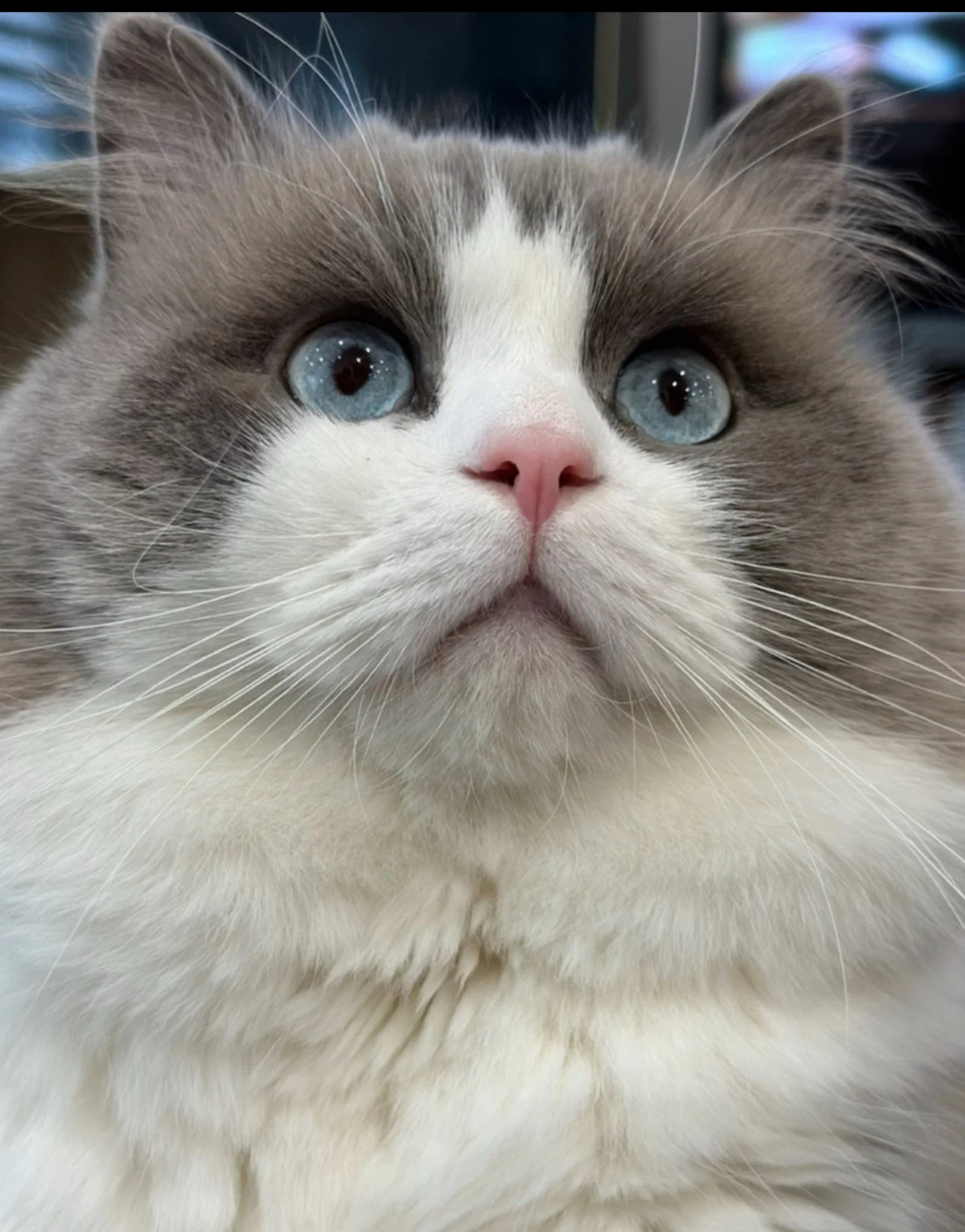Close-up of a fluffy cat with blue eyes and a pink nose.