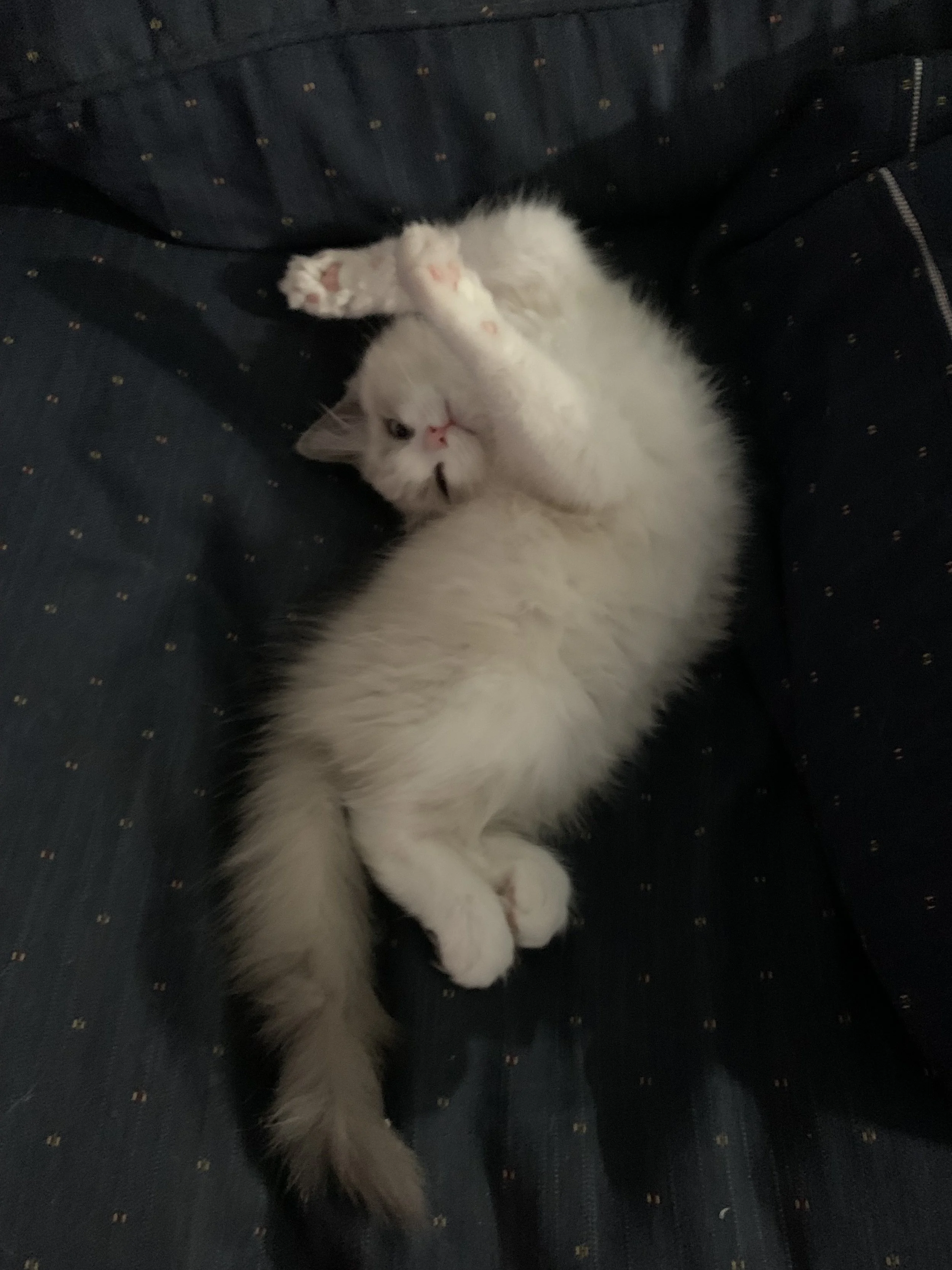 A fluffy white kitten with gray markings lying on its back on a dark, dotted fabric surface, playing with its paws.