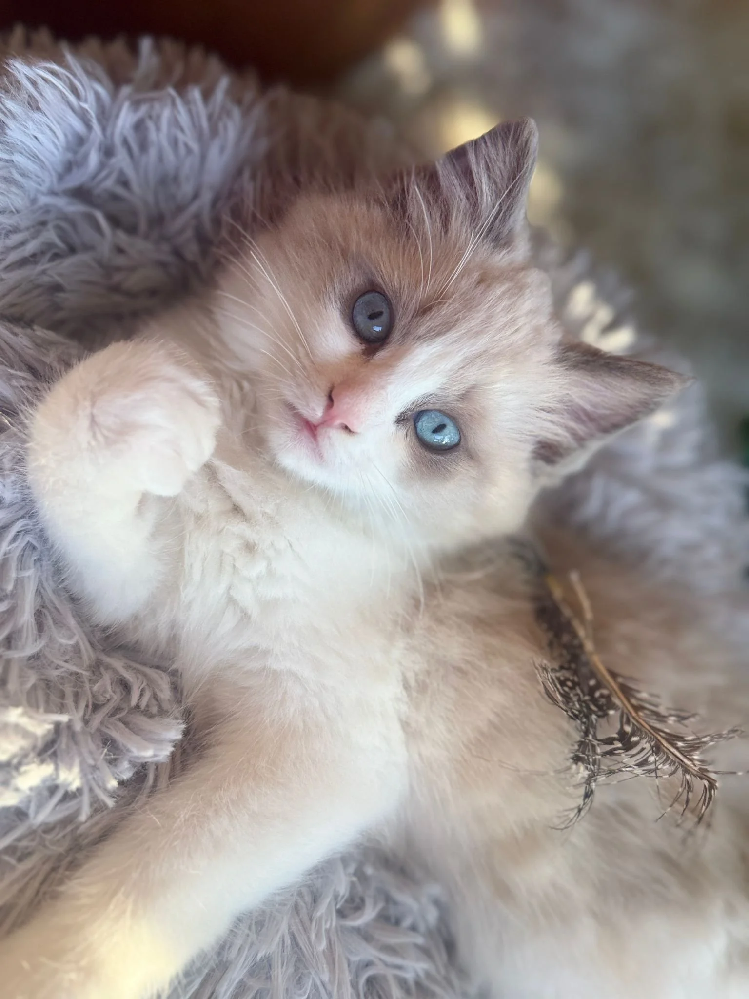 Close-up of a cream-colored kitten with blue eyes lying on a fluffy gray blanket, surrounded by a feather.