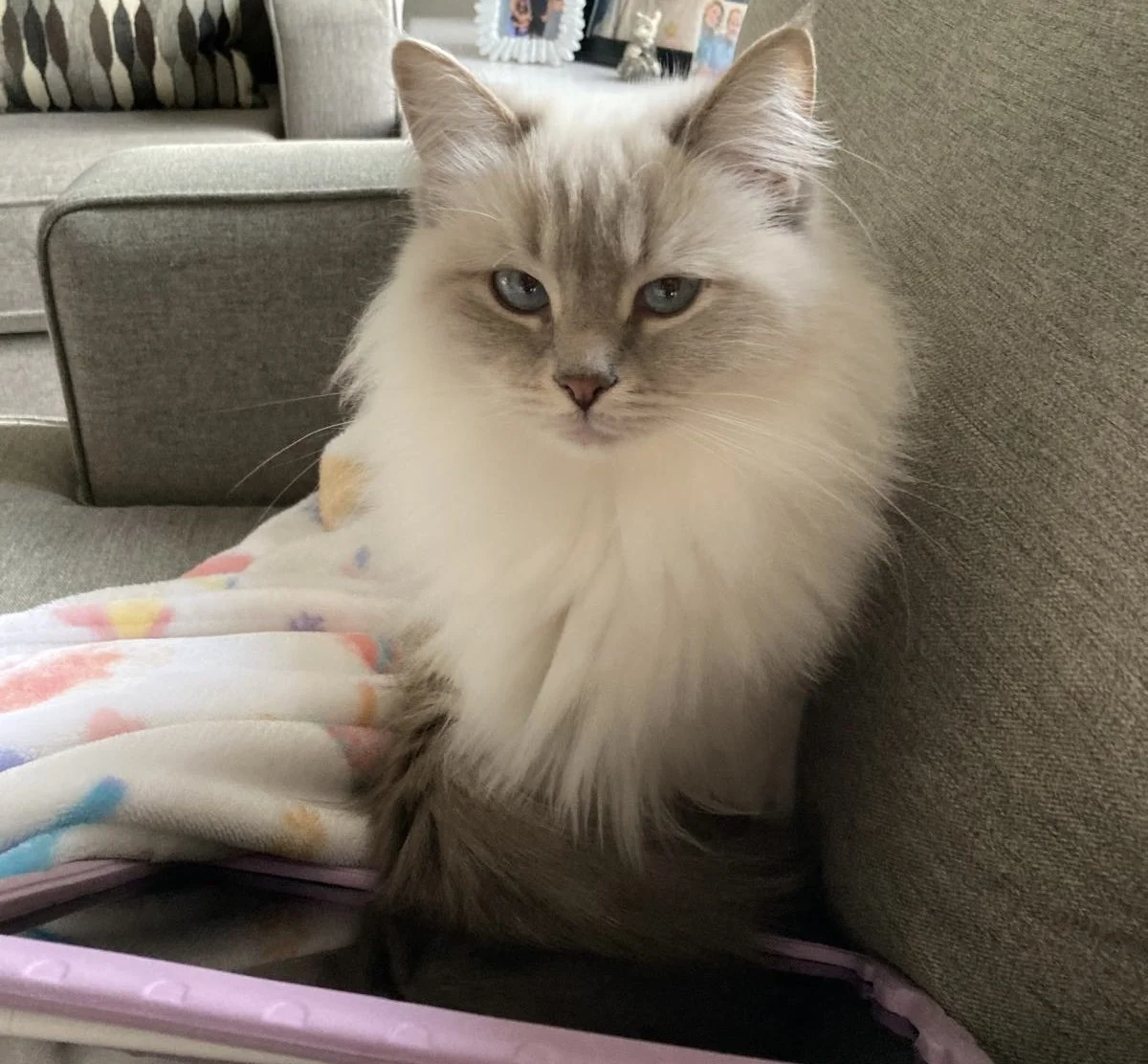A fluffy, cream-colored cat with blue eyes sitting on a couch.