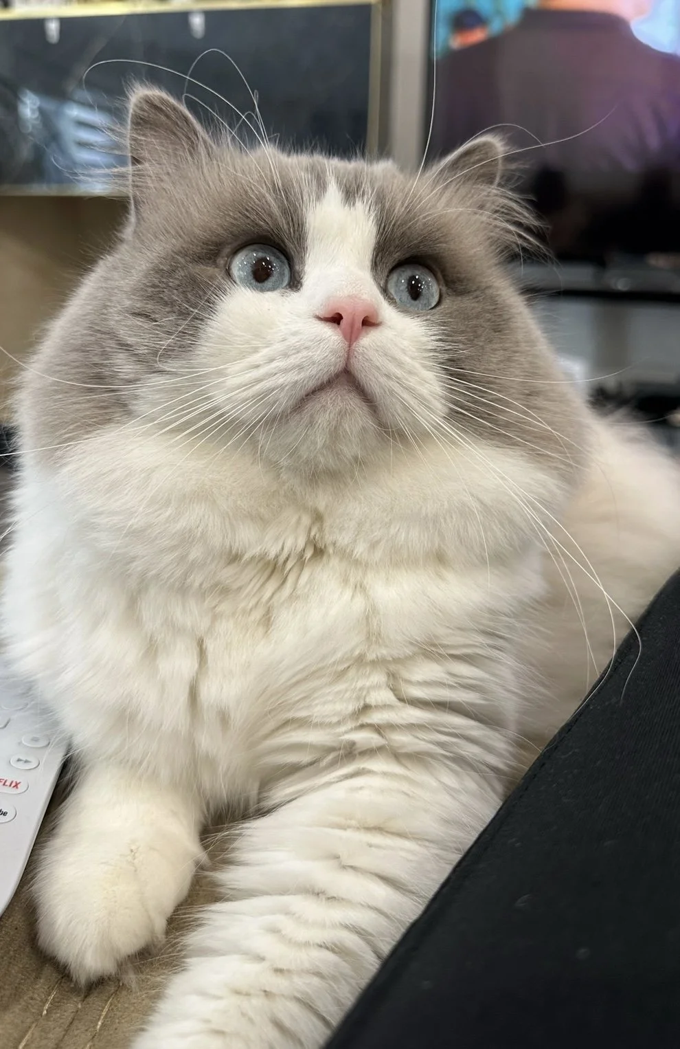 ragdoll cat, ragdoll kitten, ragdoll cats, ragdoll breeder, ragdoll cattery, ragdolls Canada, ragdolls ontario, ragdoll cats canada, Ragdoll kittens ontario