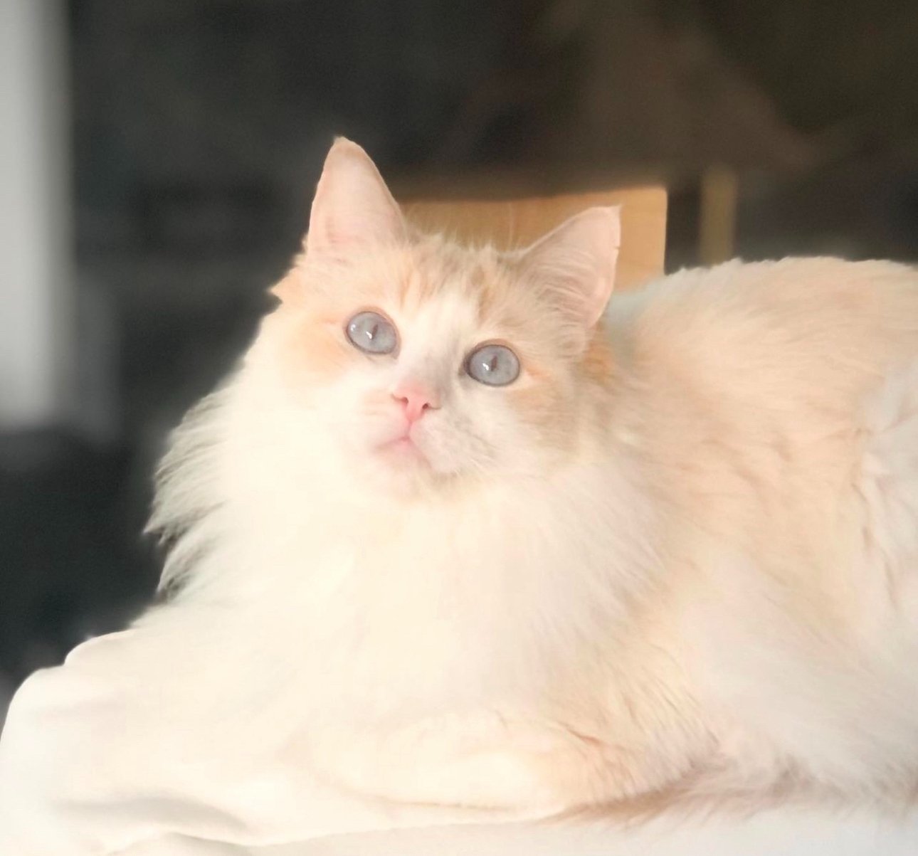 Cream-colored lilac ragdoll kitten with light orange markings and blue eyes sitting on a soft white surface.