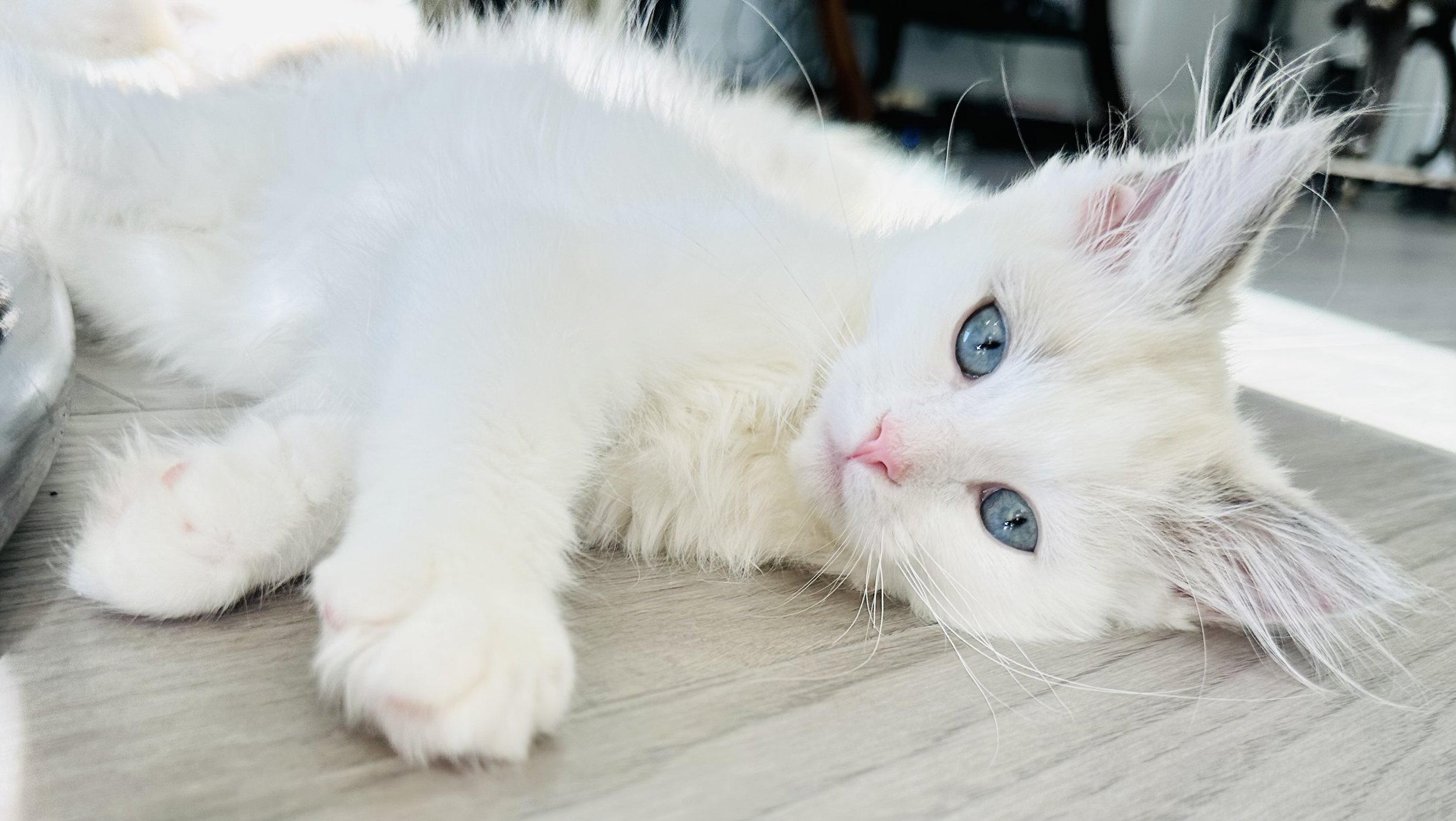 A white kitten with blue eyes lying on a wooden floor.